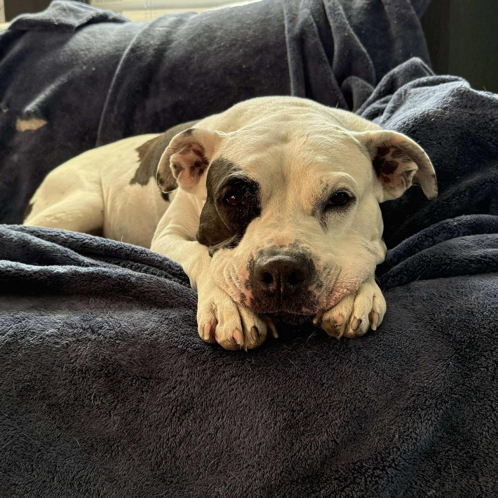 Enlarge Yoyo, a Adoptable mixed breed in Long Island City, NY image 5/5
