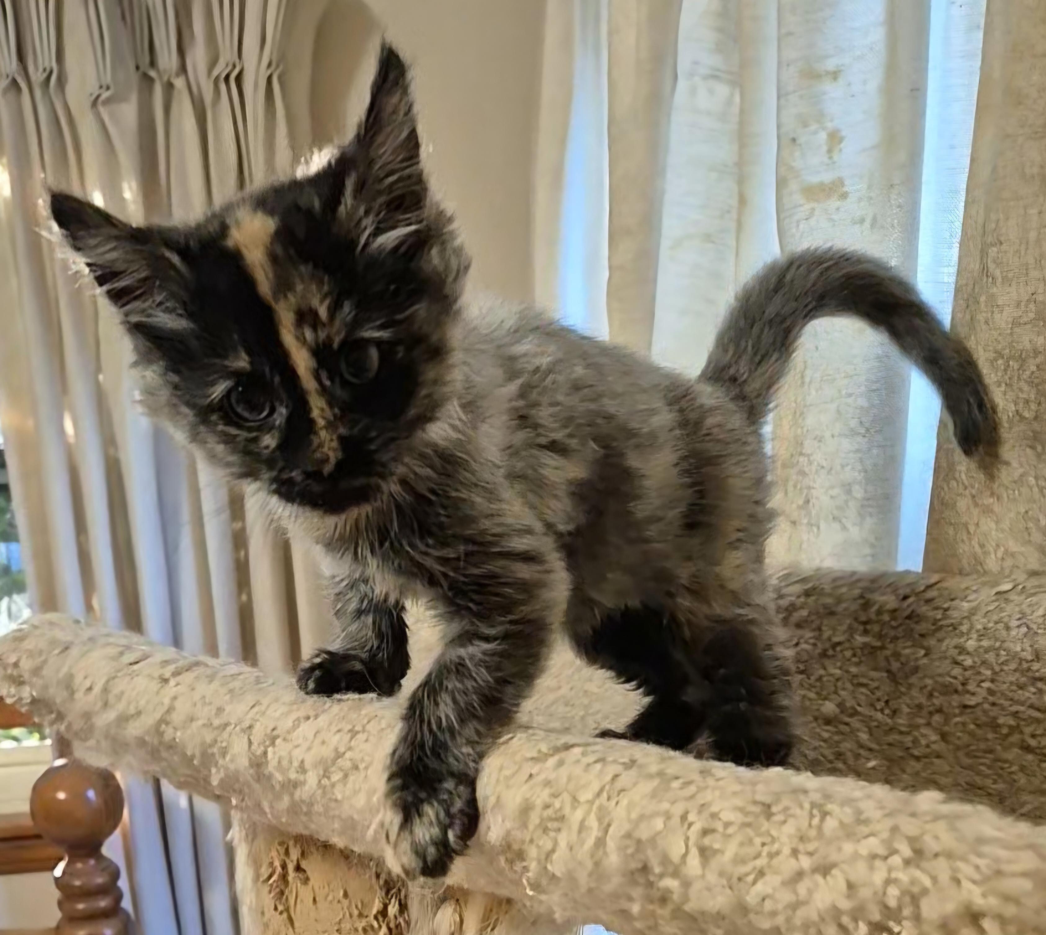 Enlarge Cirie, a Adoptable Domestic Short Hair in West Allis, WI image 6/6
