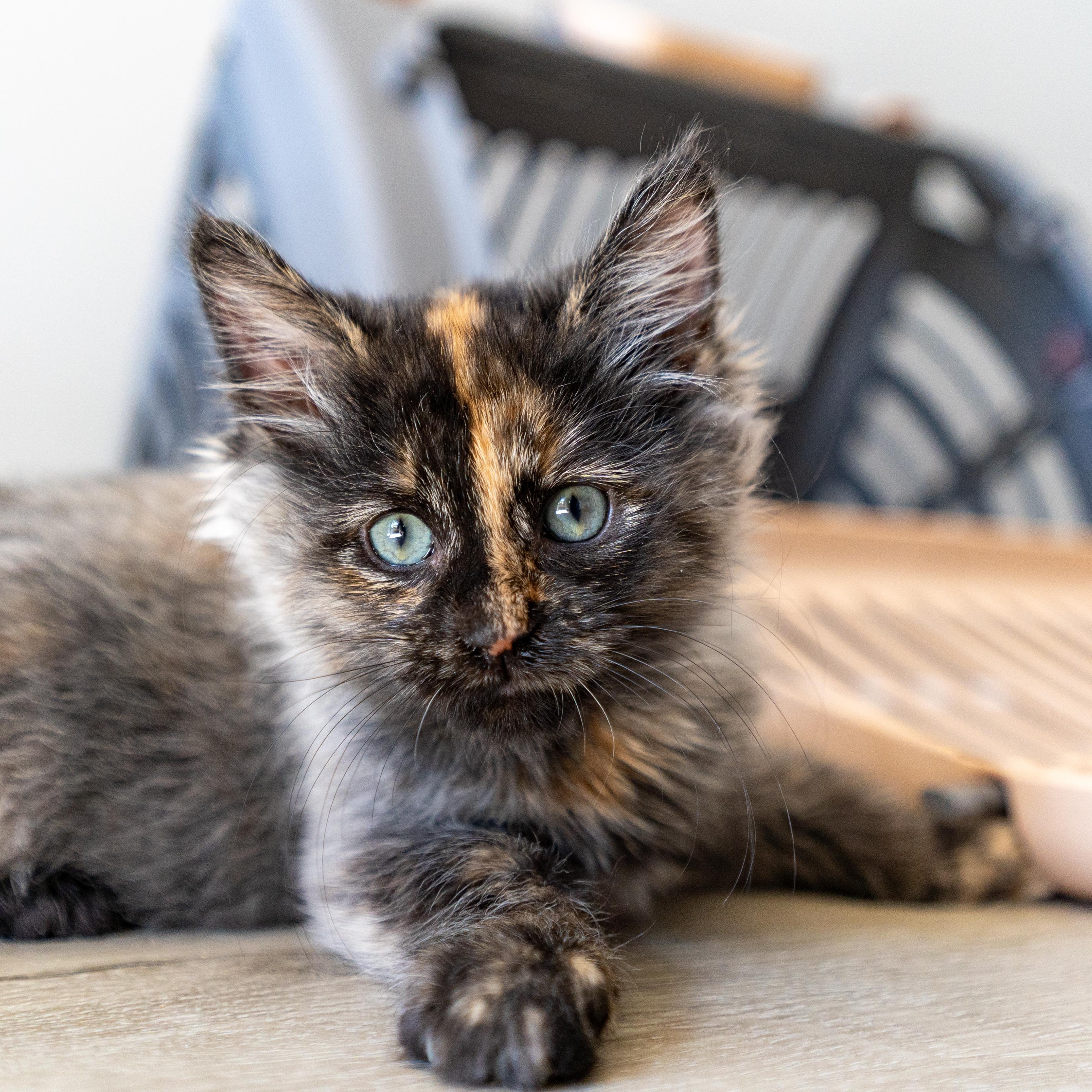 Enlarge Cirie, a Adoptable Domestic Short Hair in West Allis, WI image 1/6