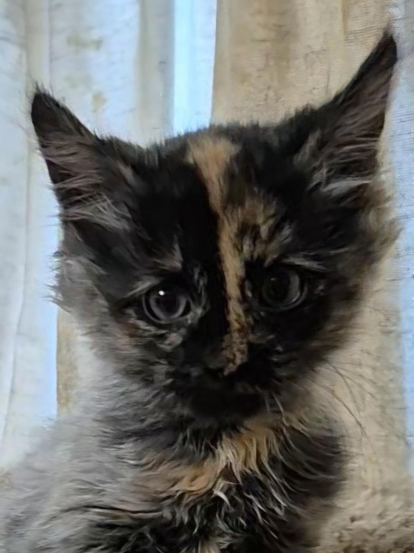 Enlarge Cirie, a Adoptable Domestic Short Hair in West Allis, WI image 5/6