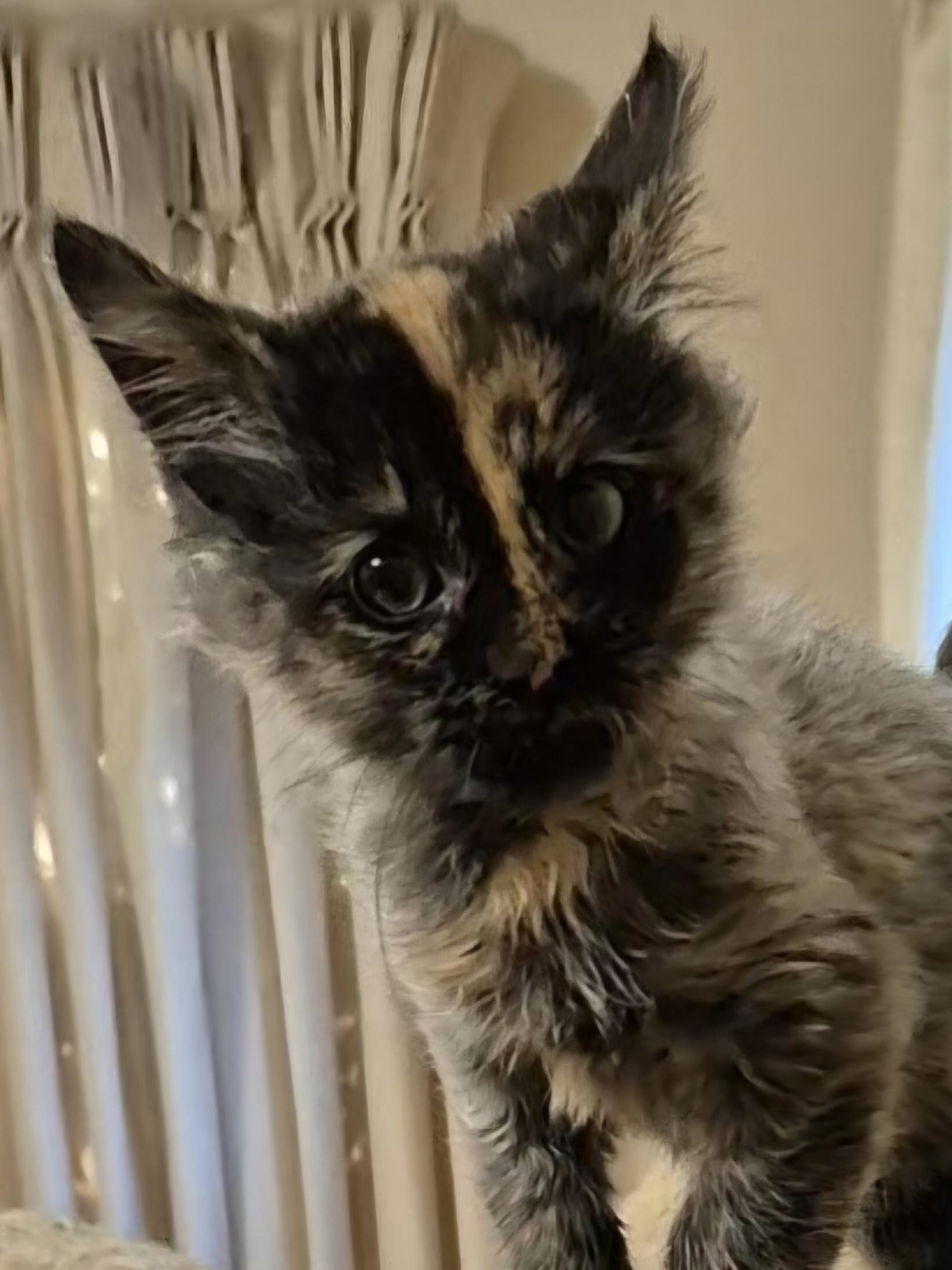 Enlarge Cirie, a Adoptable Domestic Short Hair in West Allis, WI image 2/6