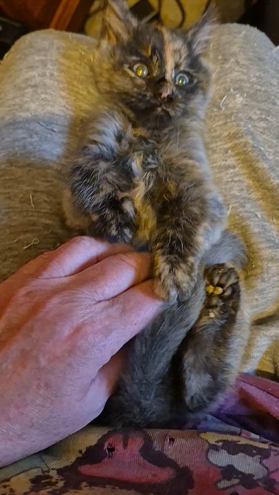 Enlarge Cirie, a Adoptable Domestic Short Hair in West Allis, WI video 4/6