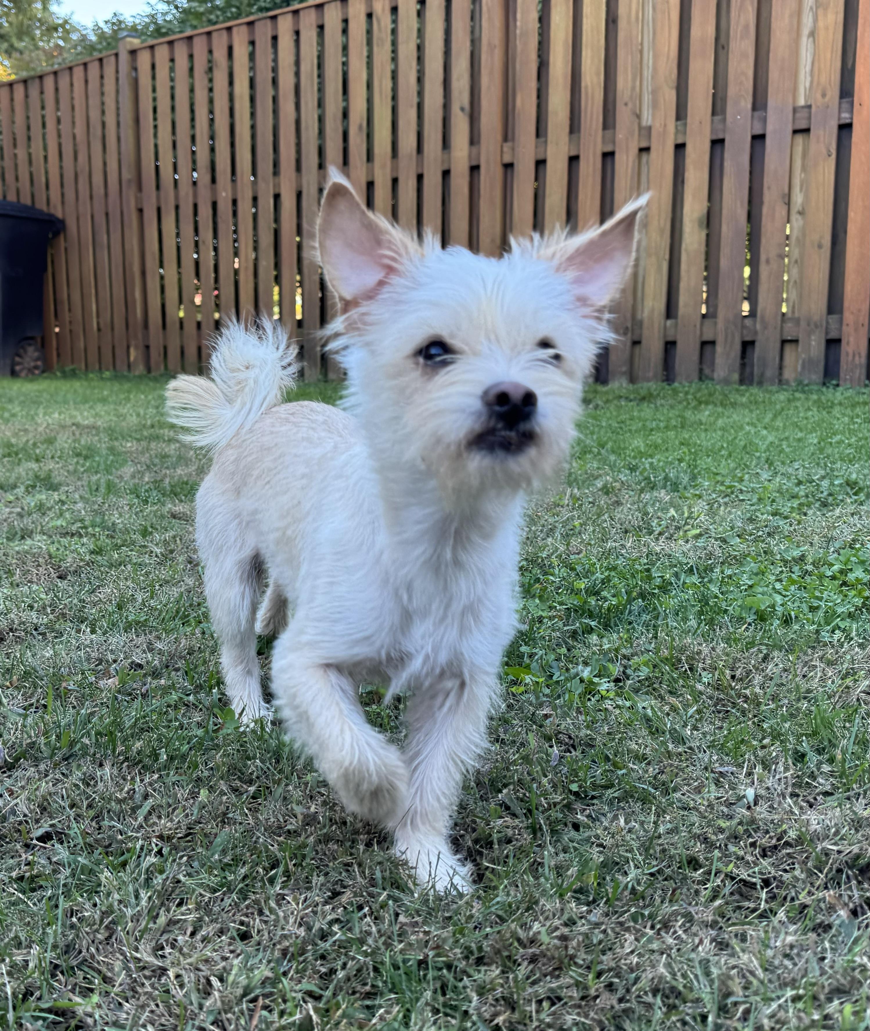 Sammy, Adopted, Young Male Maltese & Shih Tzu.