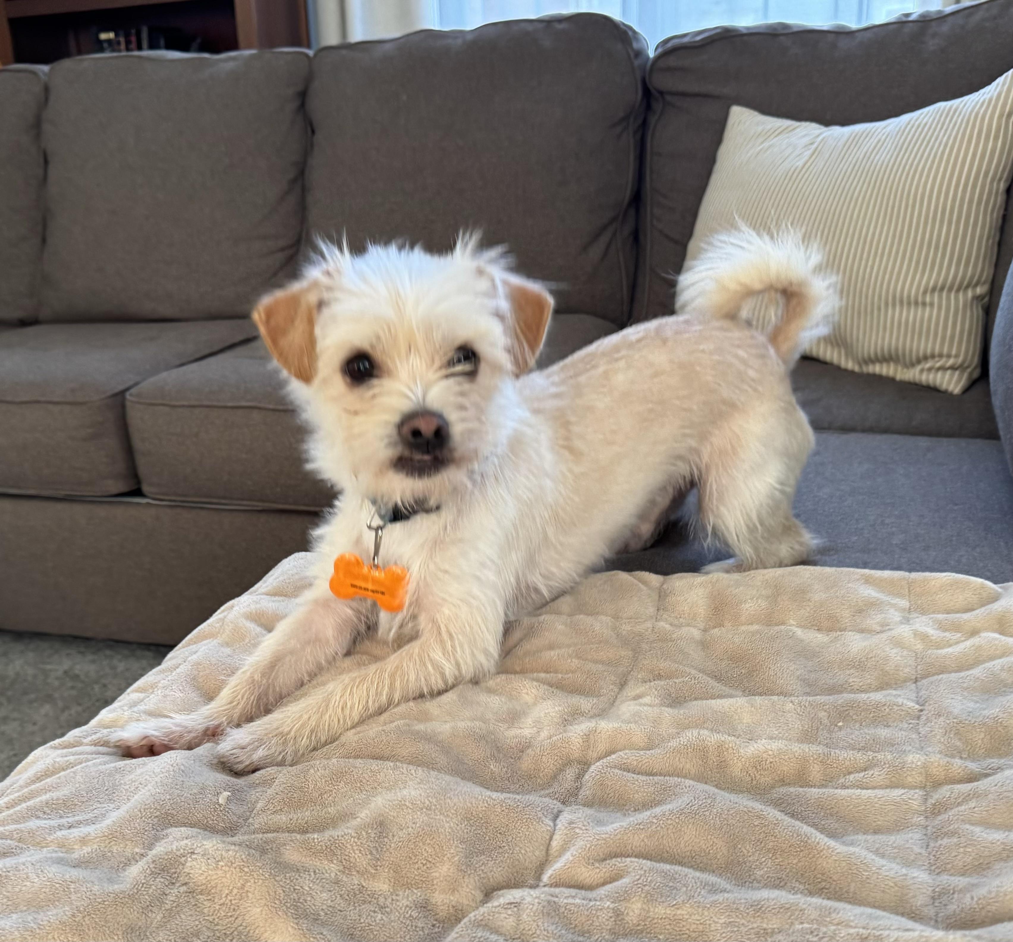 Enlarge Sammy, a Adopted mixed breed in Leesburg, VA image 6/6