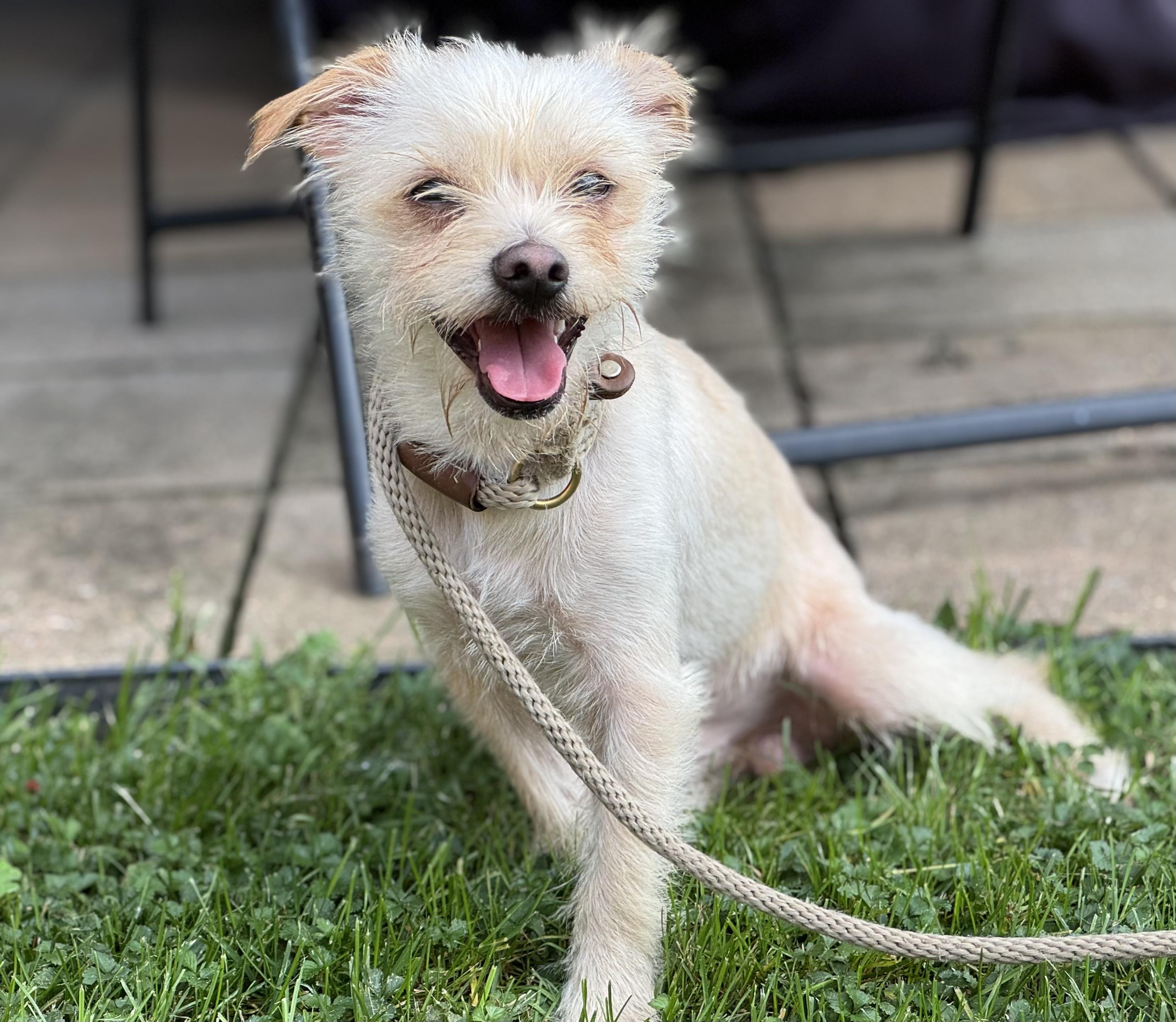 Enlarge Sammy, a Adopted mixed breed in Leesburg, VA image 2/6