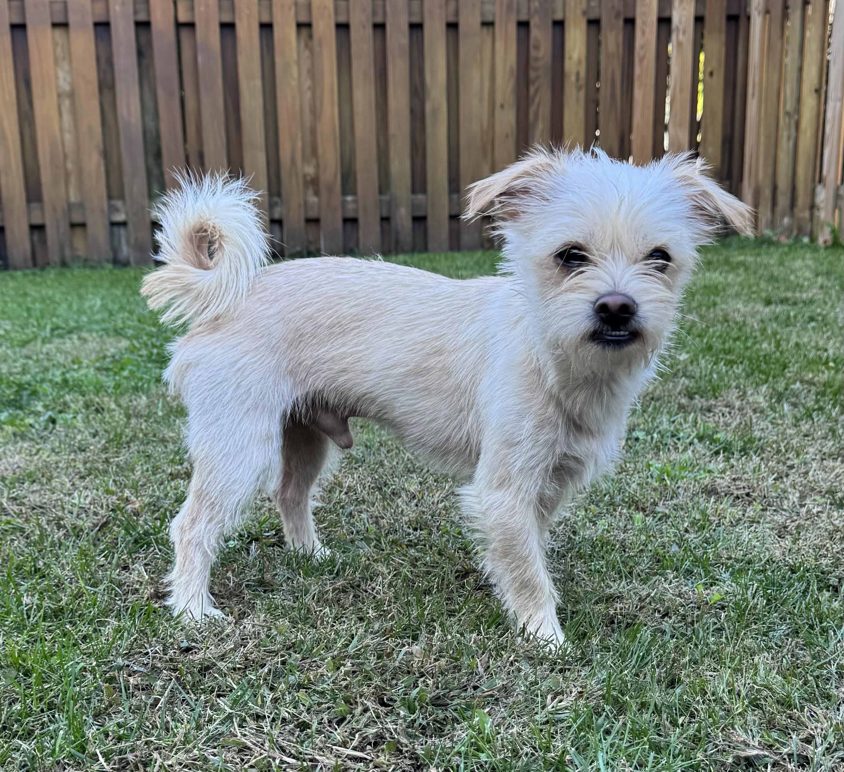 Enlarge Sammy, a Adopted mixed breed in Leesburg, VA image 3/6