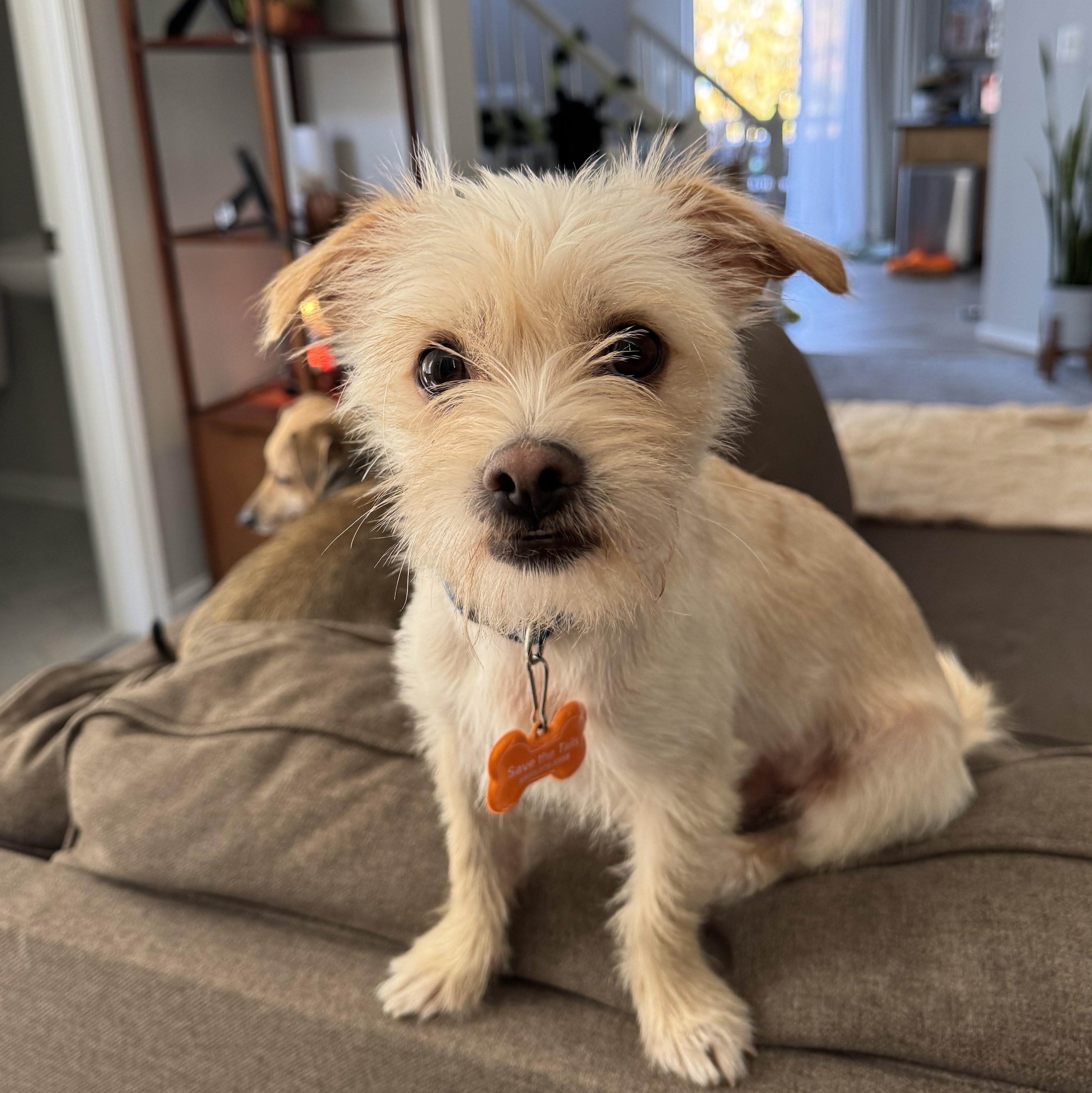 Enlarge Sammy, a Adopted mixed breed in Leesburg, VA image 5/6