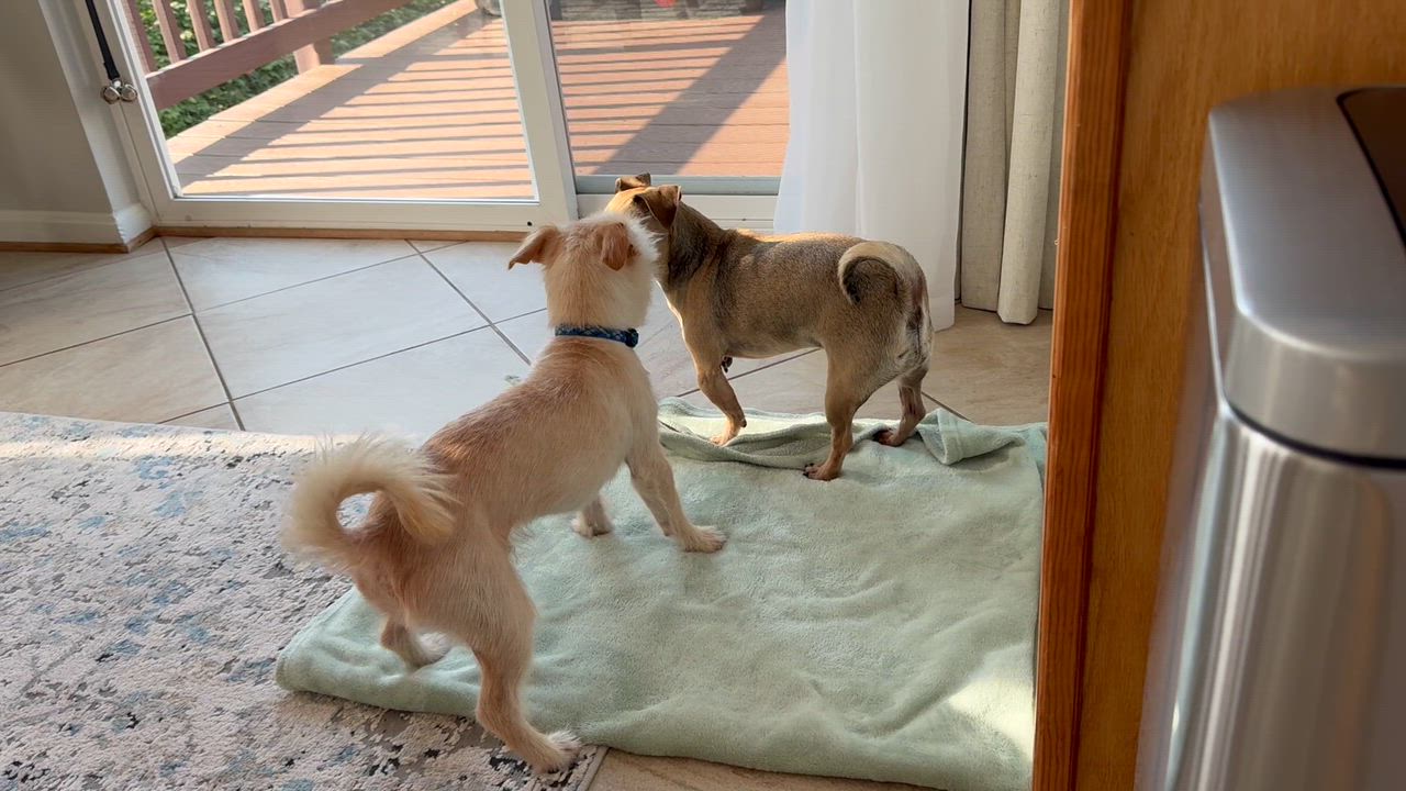 Enlarge Sammy, a Adopted mixed breed in Leesburg, VA video 4/6