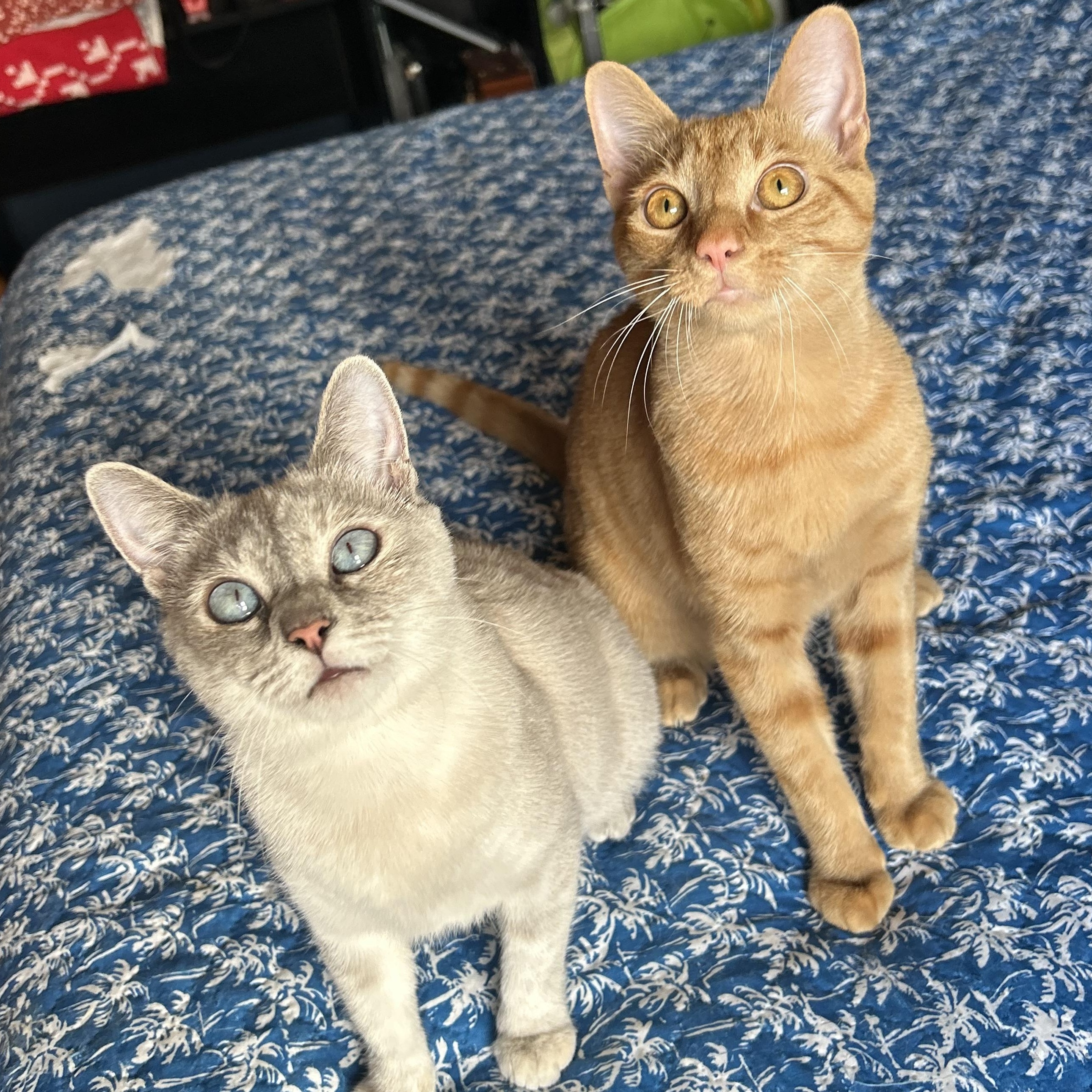 Simba & Sarabi, a Adoptable mixed breed in Fort Oglethorpe, GA image 6/6