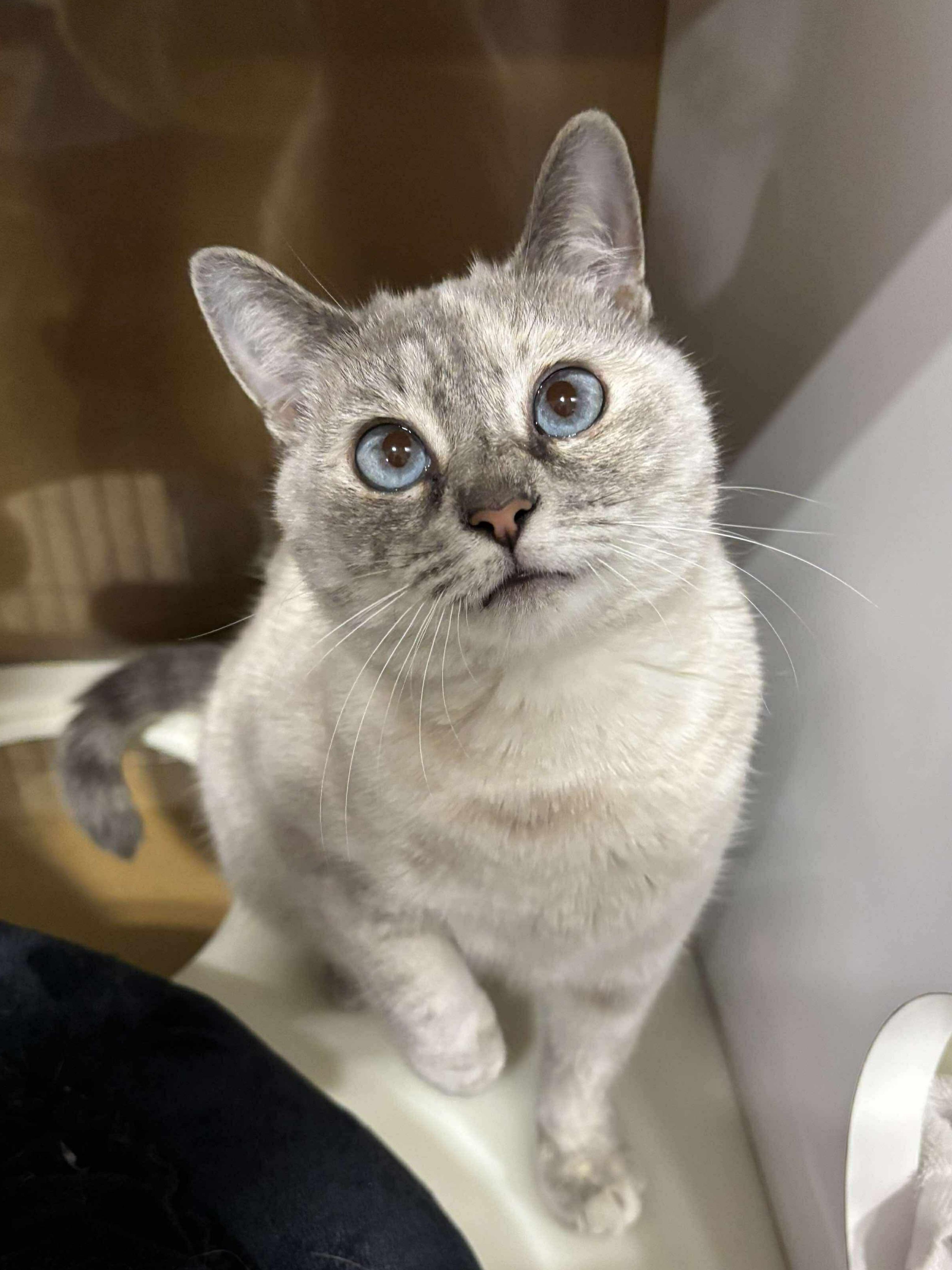 Simba & Sarabi, a Adoptable mixed breed in Fort Oglethorpe, GA image 2/6