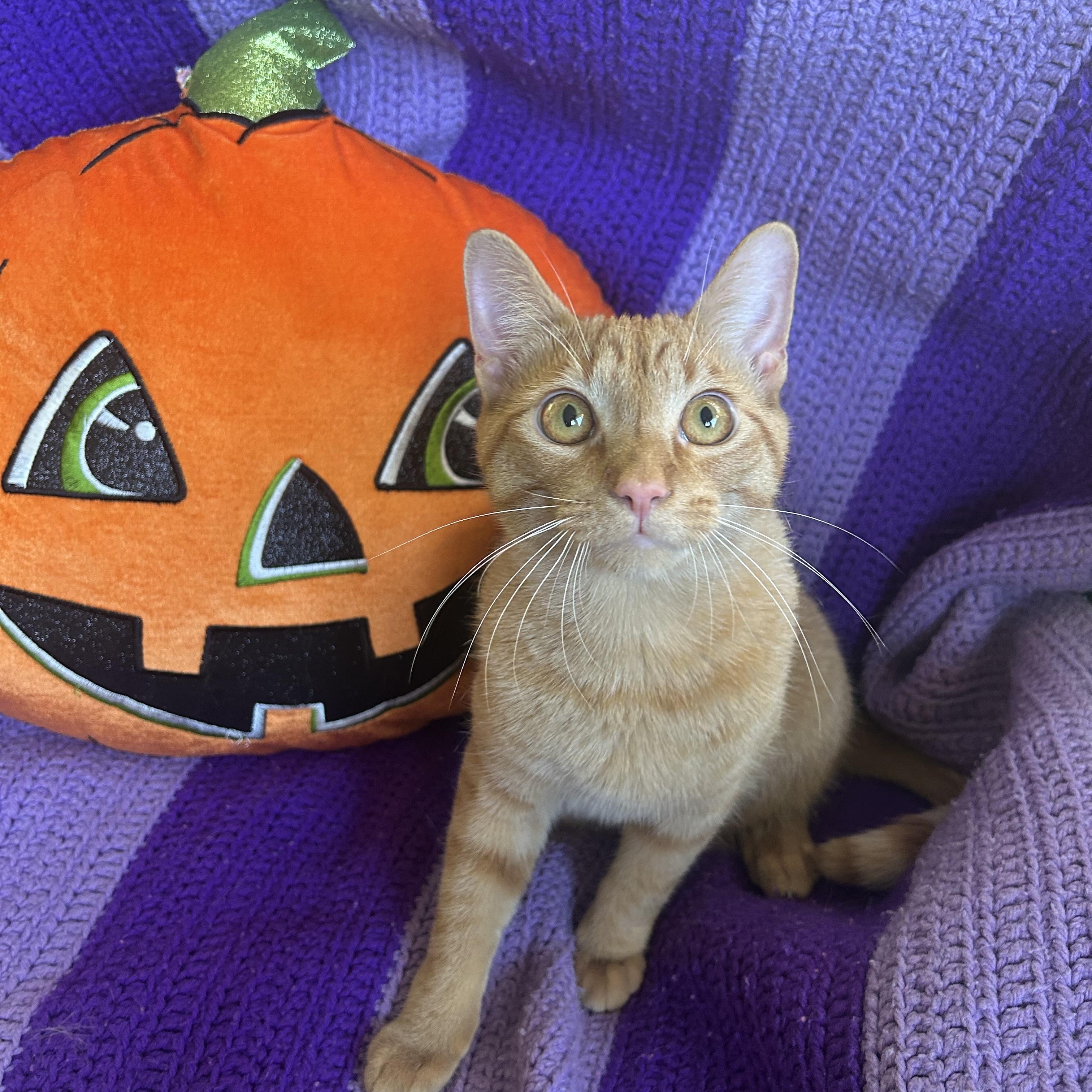 Simba & Sarabi, a Adoptable mixed breed in Fort Oglethorpe, GA image 4/6