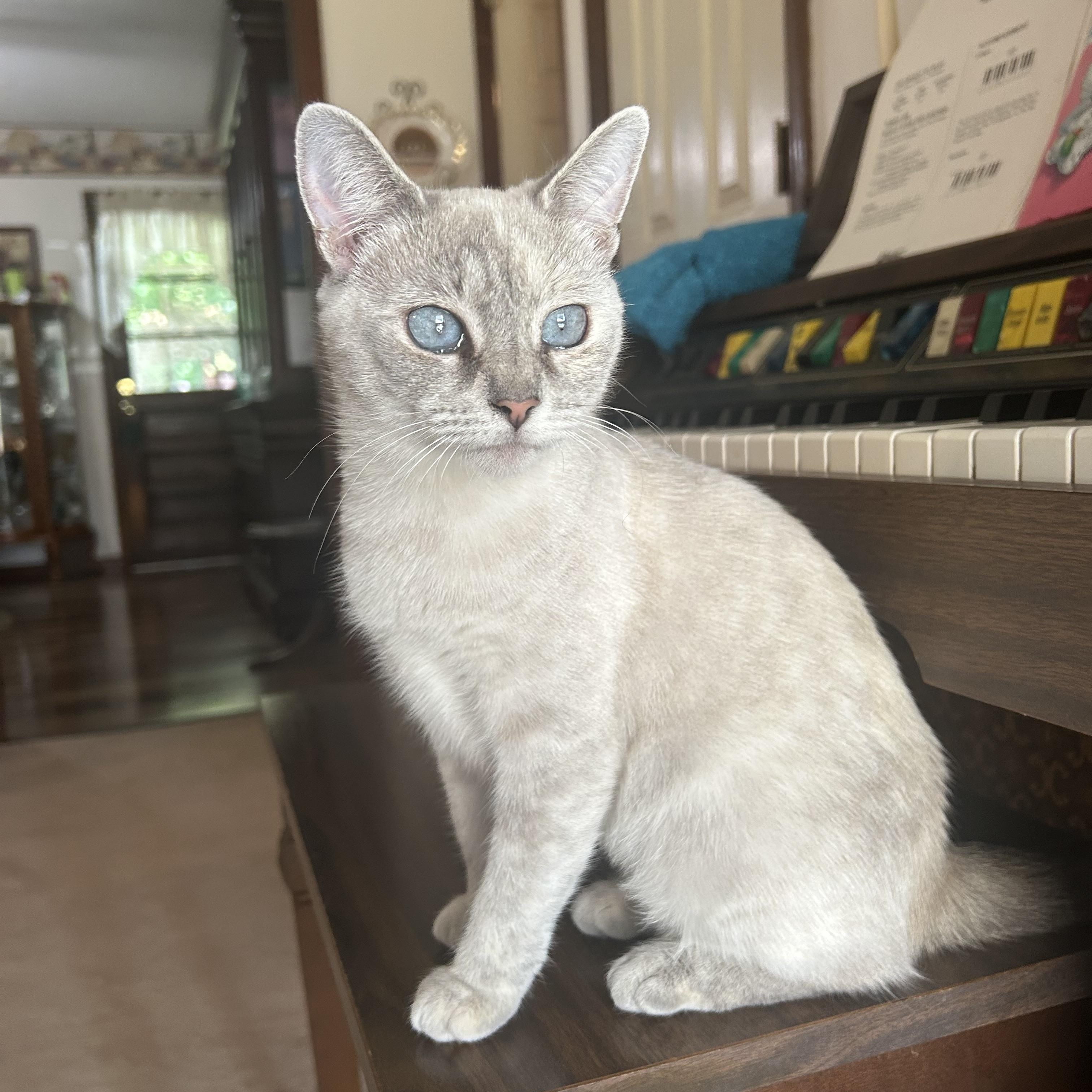 Simba & Sarabi, Adoptable, Young Female Siamese & Domestic Short Hair.