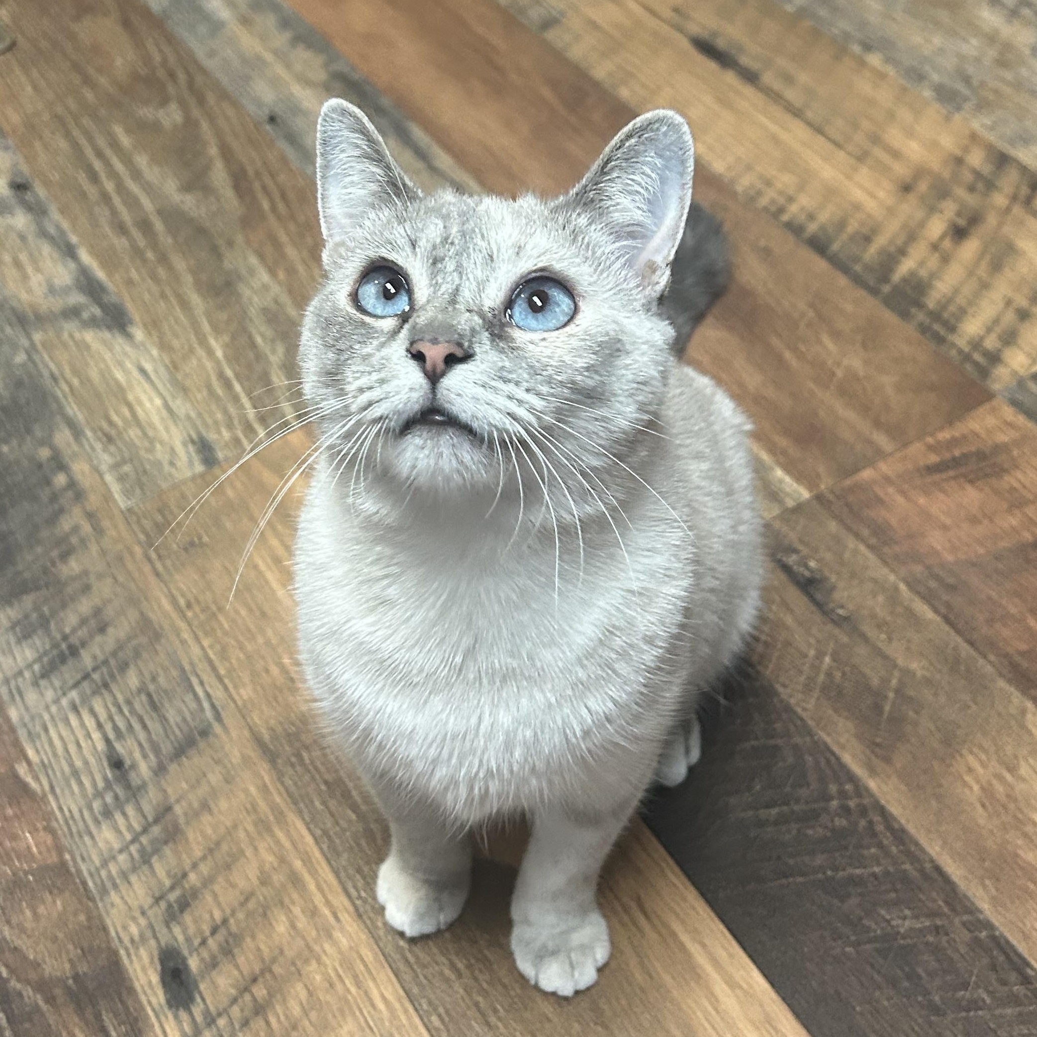 Simba & Sarabi, a Adoptable mixed breed in Fort Oglethorpe, GA image 5/6