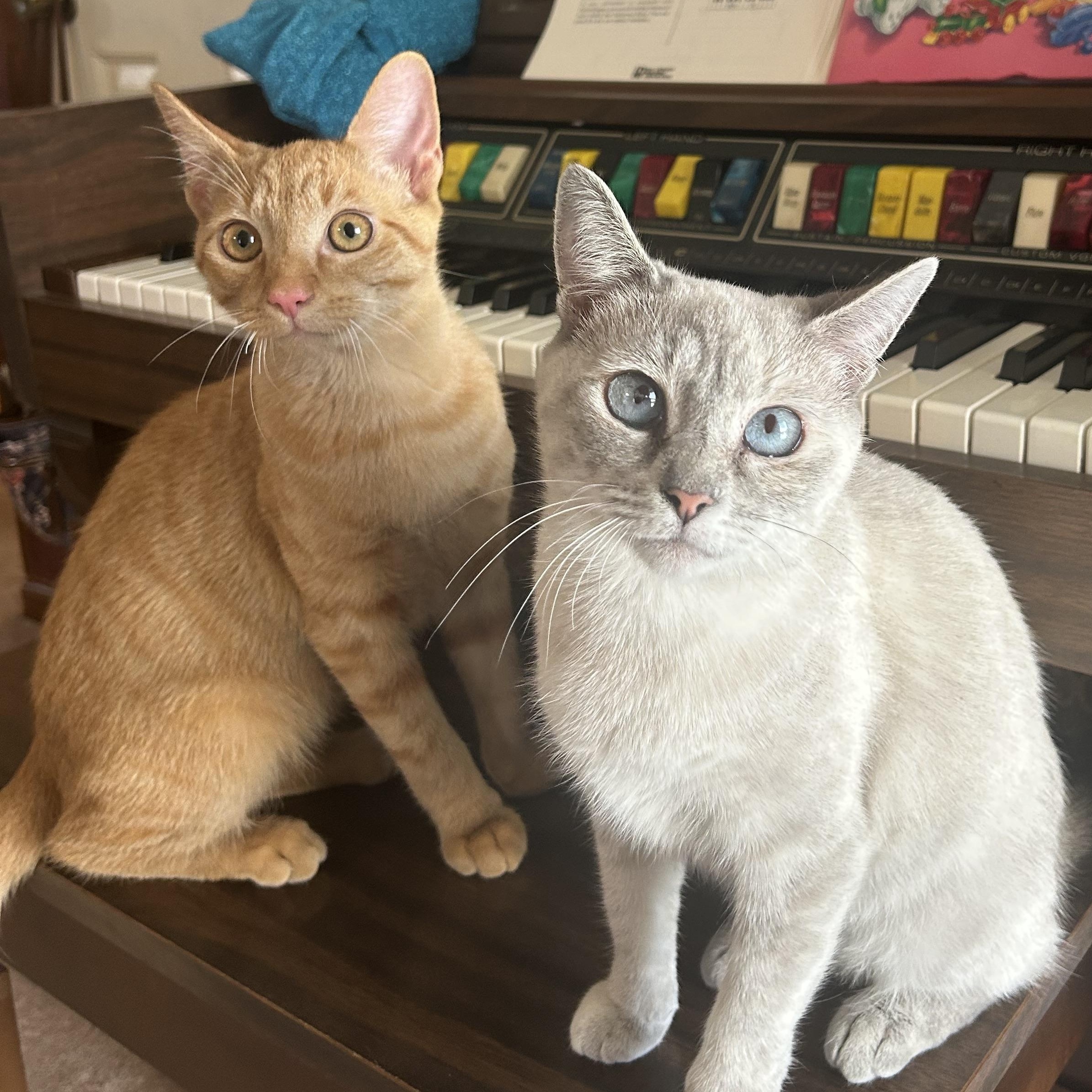 Simba & Sarabi, a Adoptable mixed breed in Fort Oglethorpe, GA image 3/6