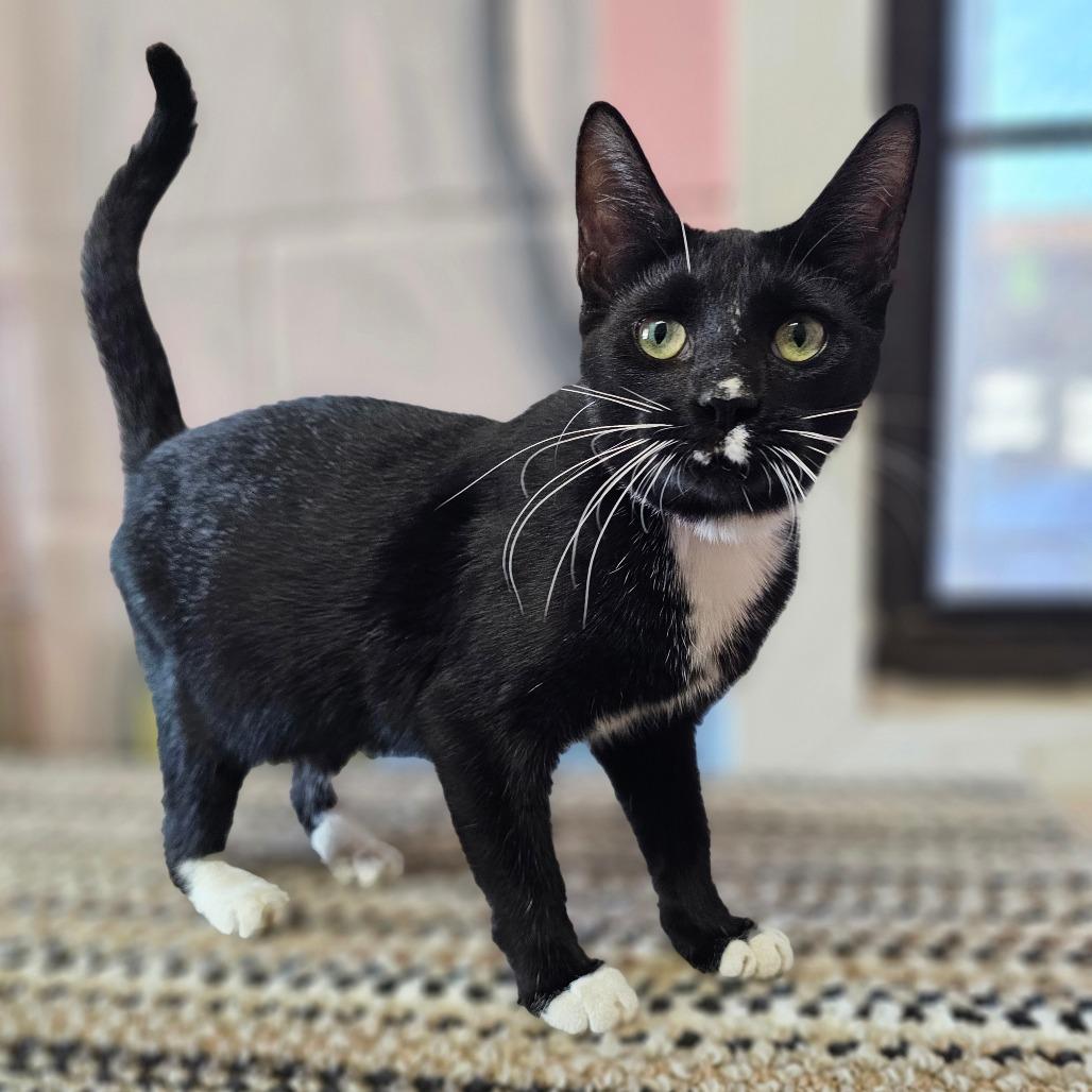 Riza, Adoptable, Young Female Domestic Short Hair.