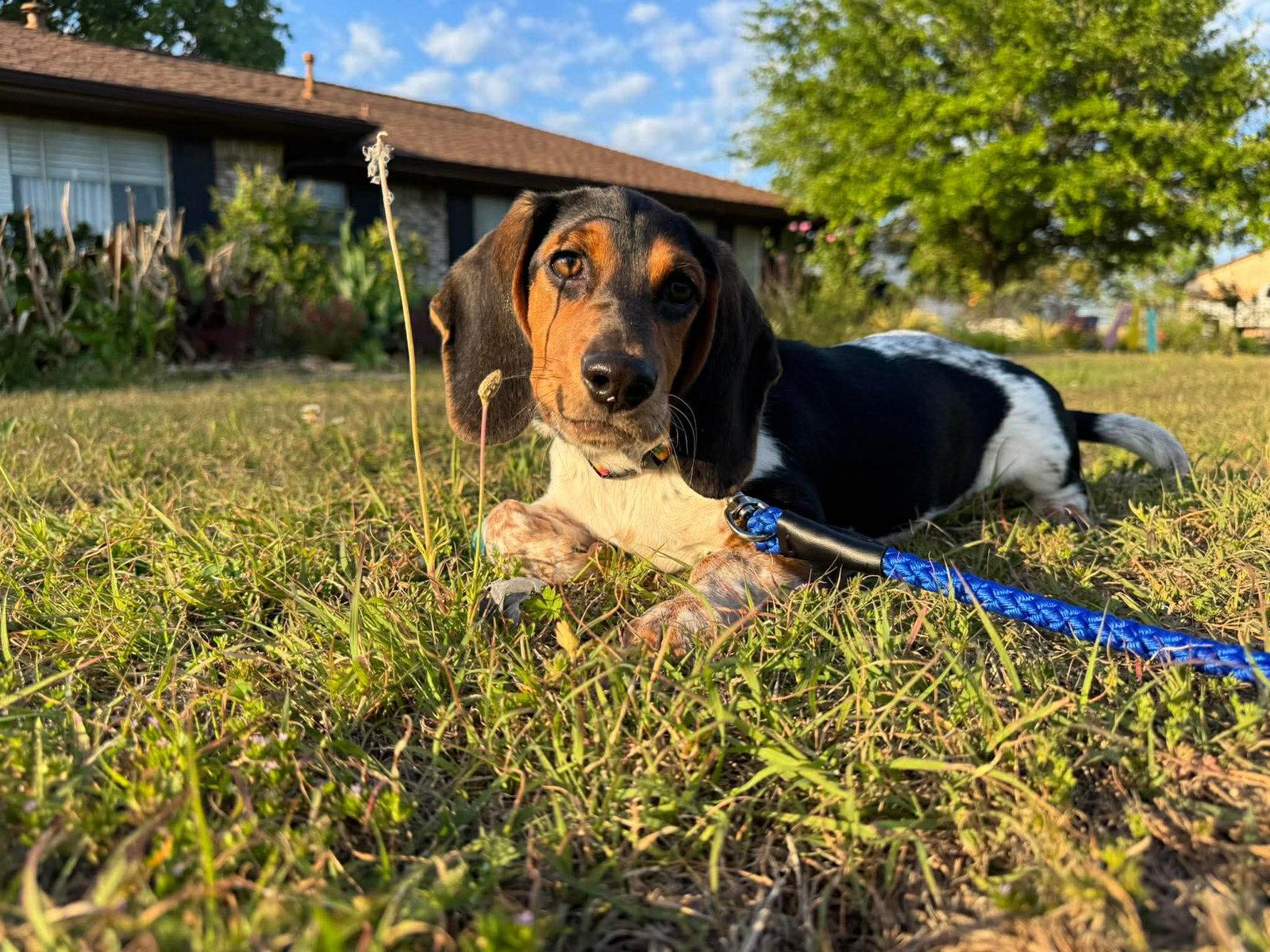 Winnie E, Adoptable, Puppy Female Basset Hound.