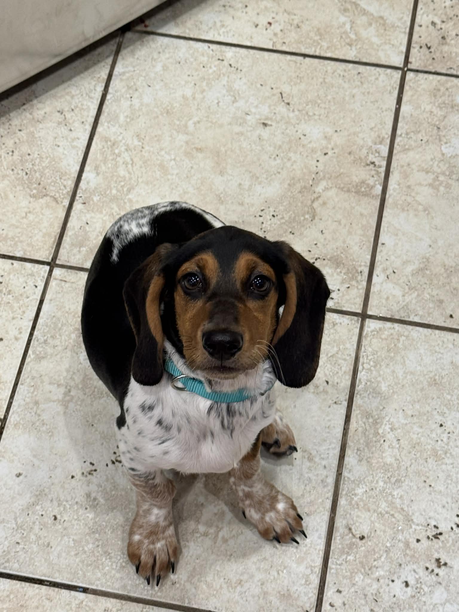 Enlarge Winnie E, a Adoptable Basset Hound in Carrollton, TX image 2/3