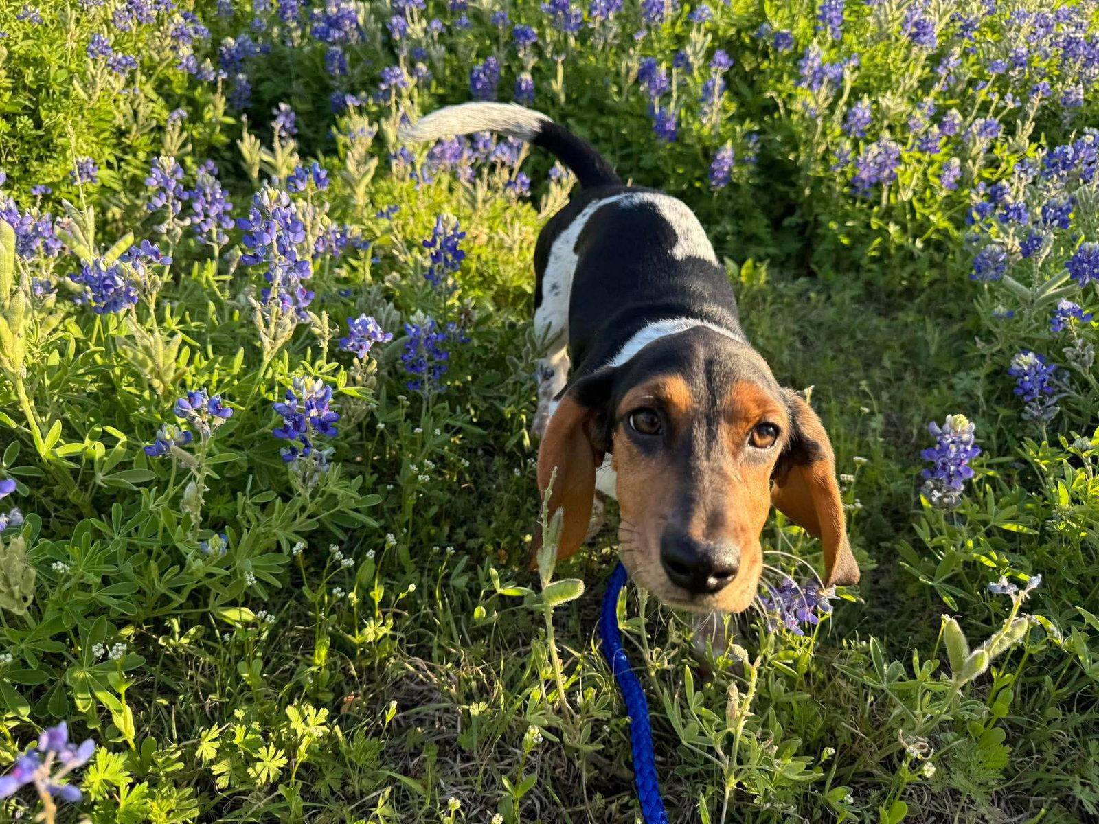 Enlarge Winnie E, a Adoptable Basset Hound in Carrollton, TX image 3/3