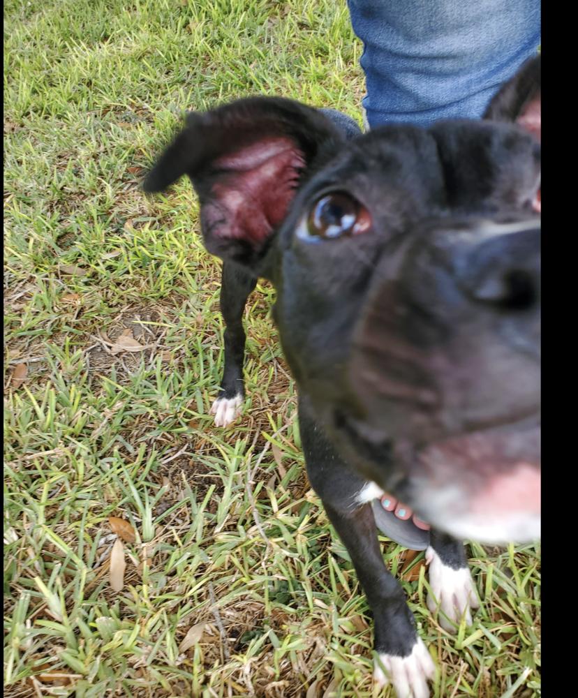 Enlarge Lola, a Adoptable mixed breed in Harlingen, TX image 1/3