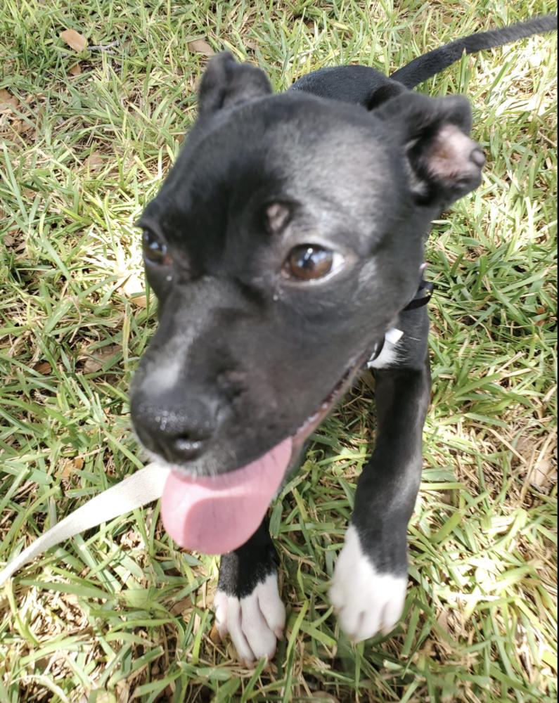 Enlarge Lola, a Adoptable mixed breed in Harlingen, TX image 2/3