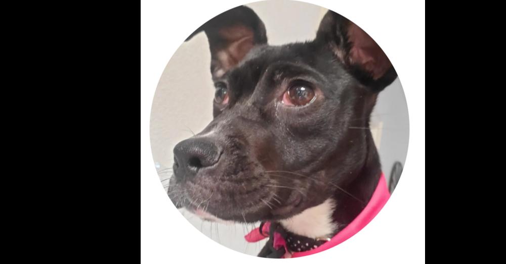 Enlarge Lola, a Adoptable mixed breed in Harlingen, TX image 3/3