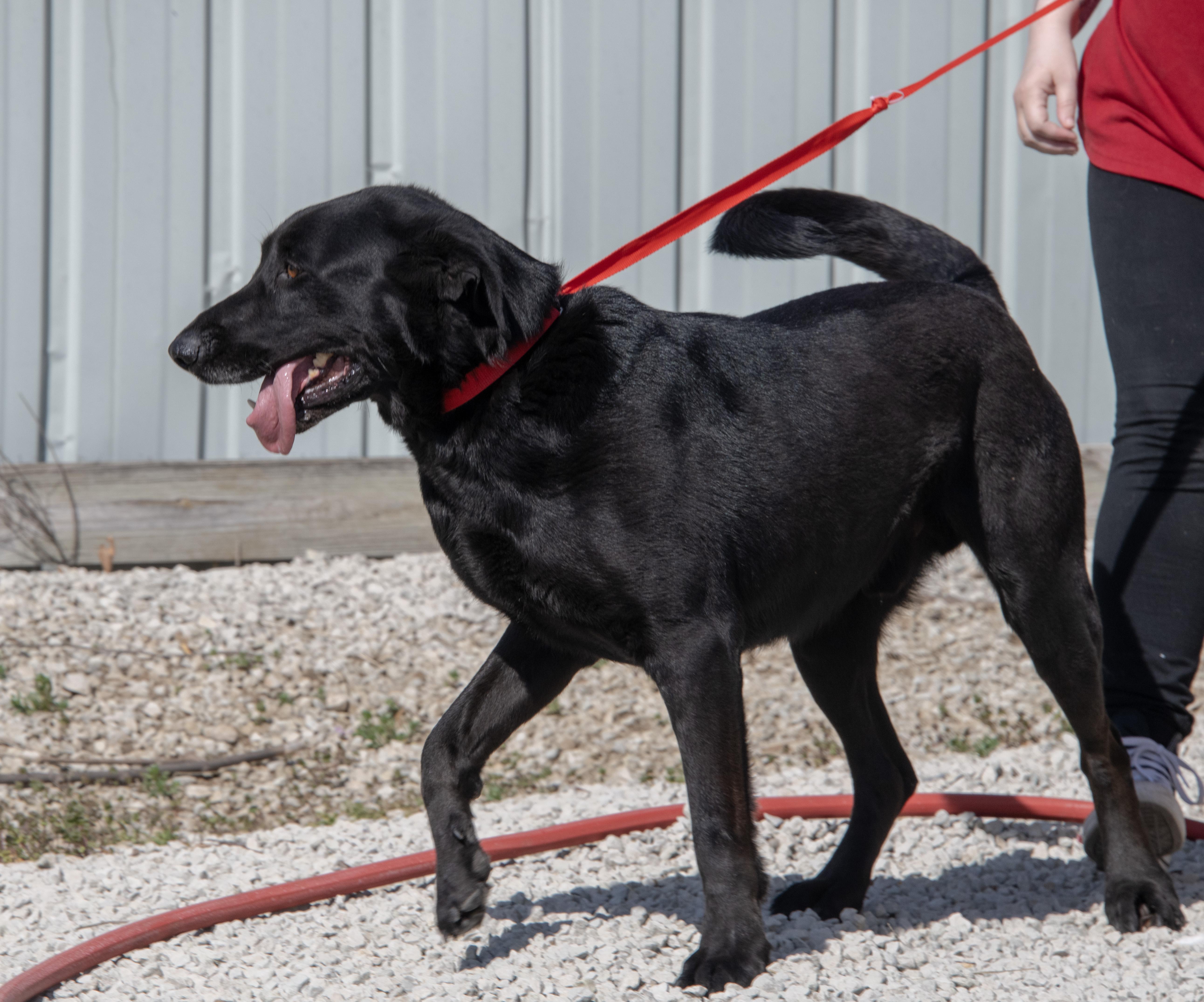 Enlarge Moose, an adopted mixed breed in Mayetta, KS image 3/3