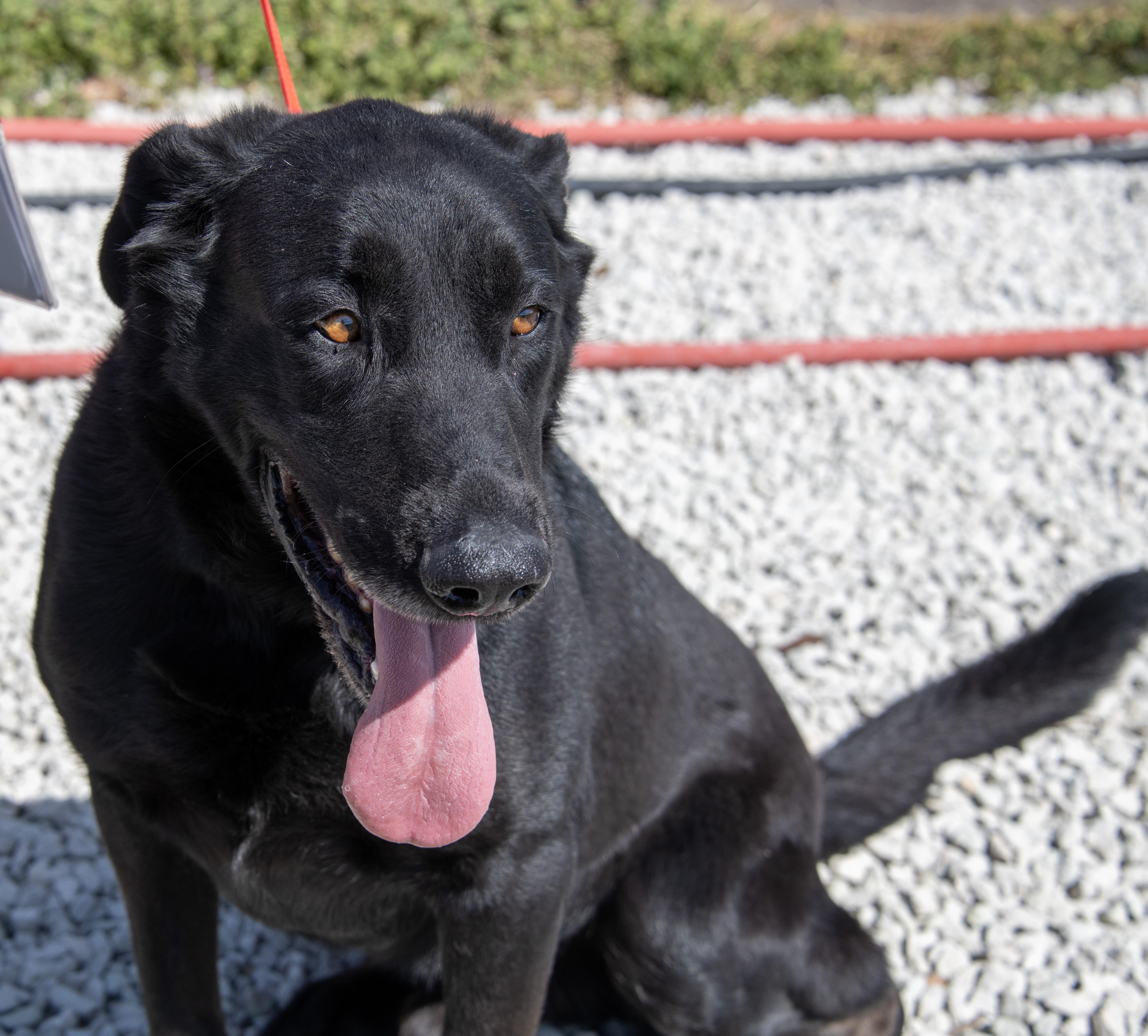 Moose, adopted, Young Male Black Labrador Retriever & Labrador Retriever.