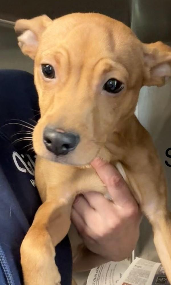 Enlarge Peanut, a Adoptable mixed breed in Knoxville, TN image 1/1