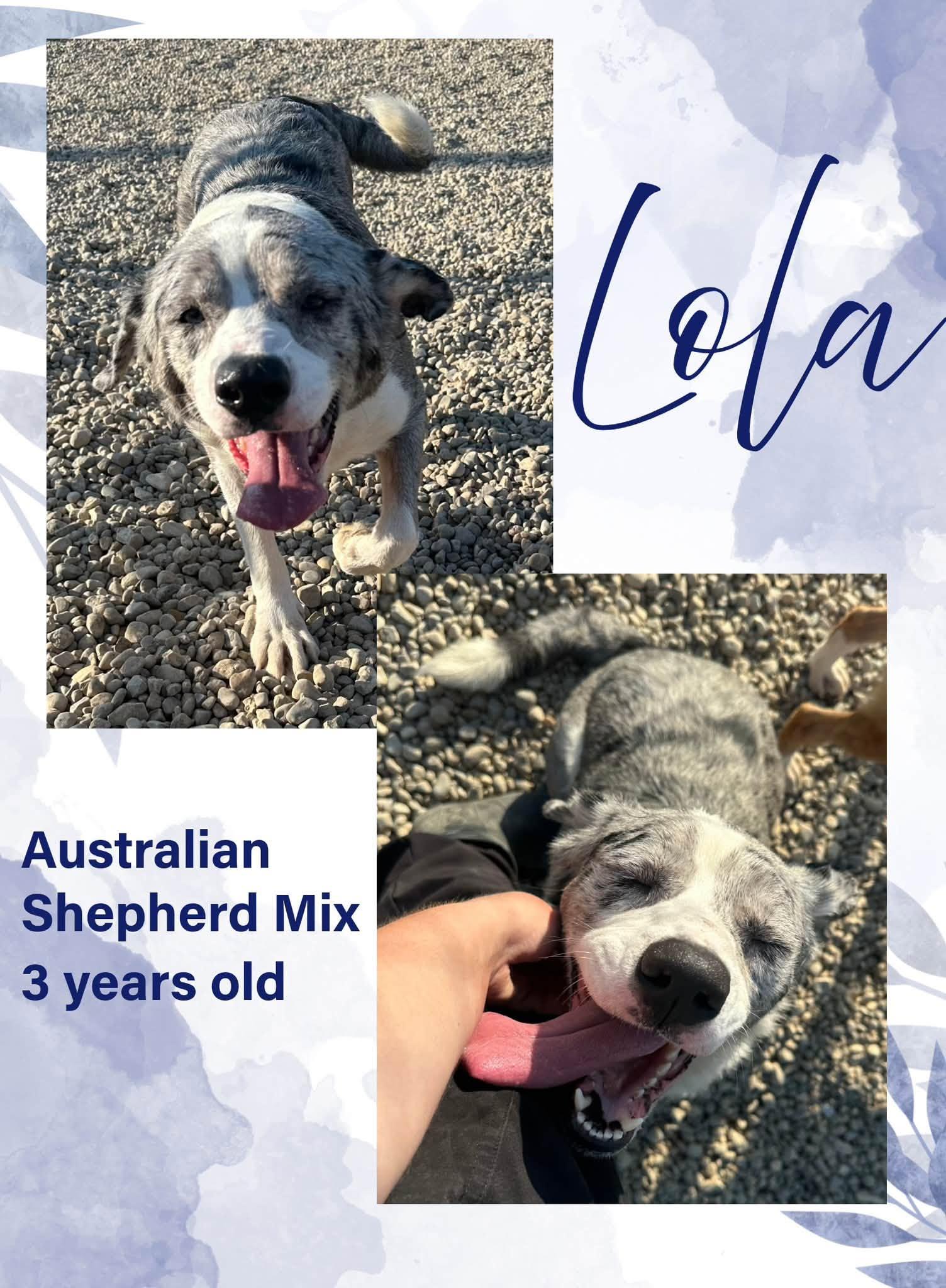 Enlarge Lola, a ADOPTABLE mixed breed in Danville, IN image 1/1