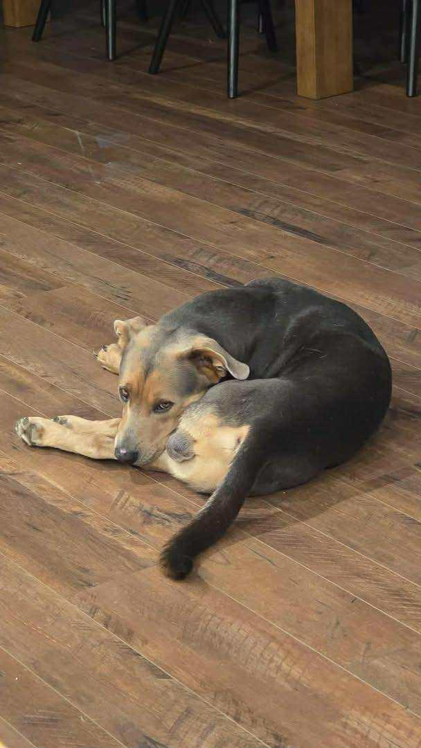 Buster - Courtesy Listing see info, Adoptable, Adult Male Mixed Breed.