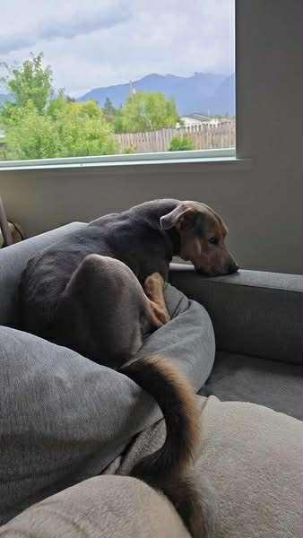 Enlarge Buster - Courtesy Listing see info, a Adoptable mixed breed in Polson, MT image 2/2