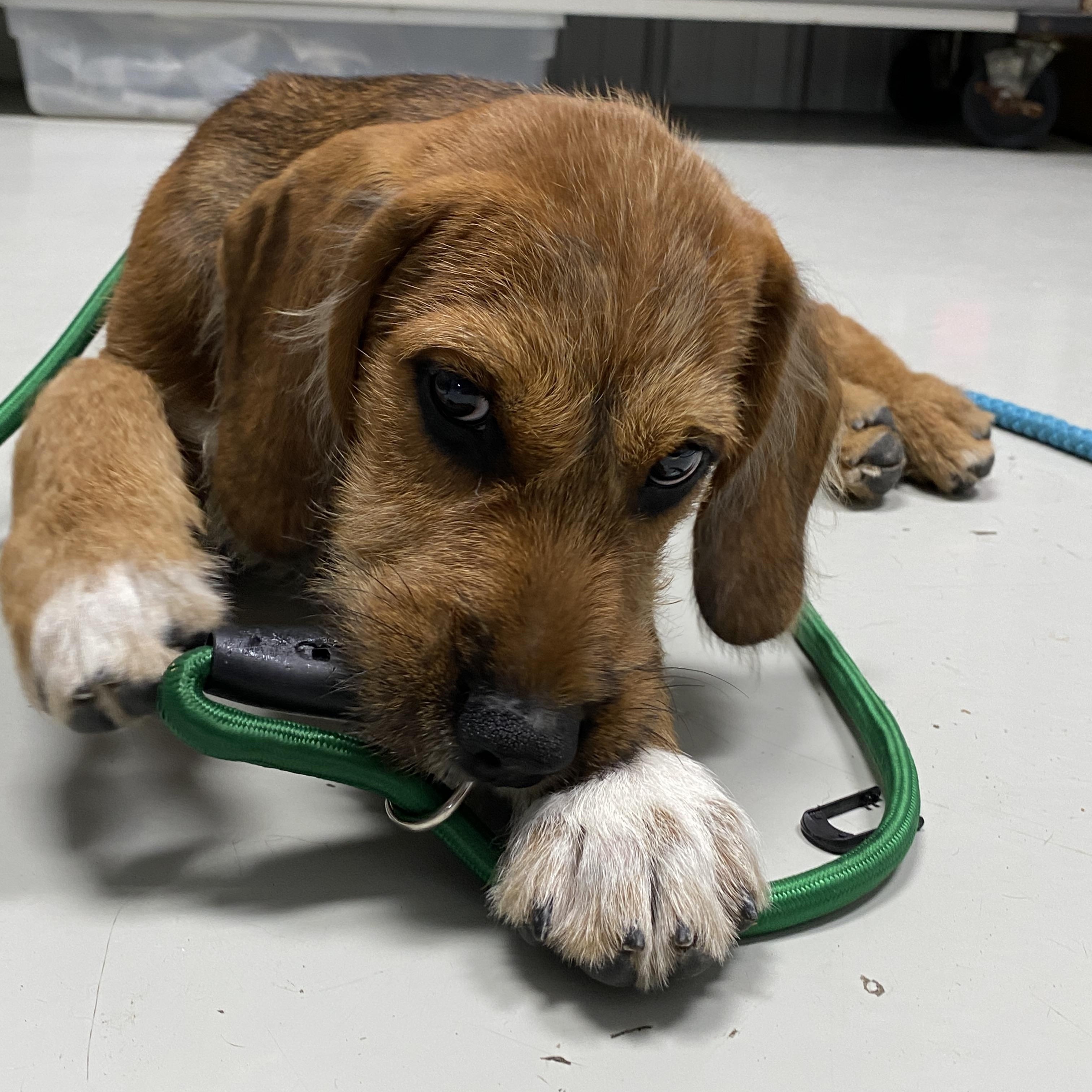 Enlarge Tracker, a Adoptable mixed breed in Stormville, NY image 3/5