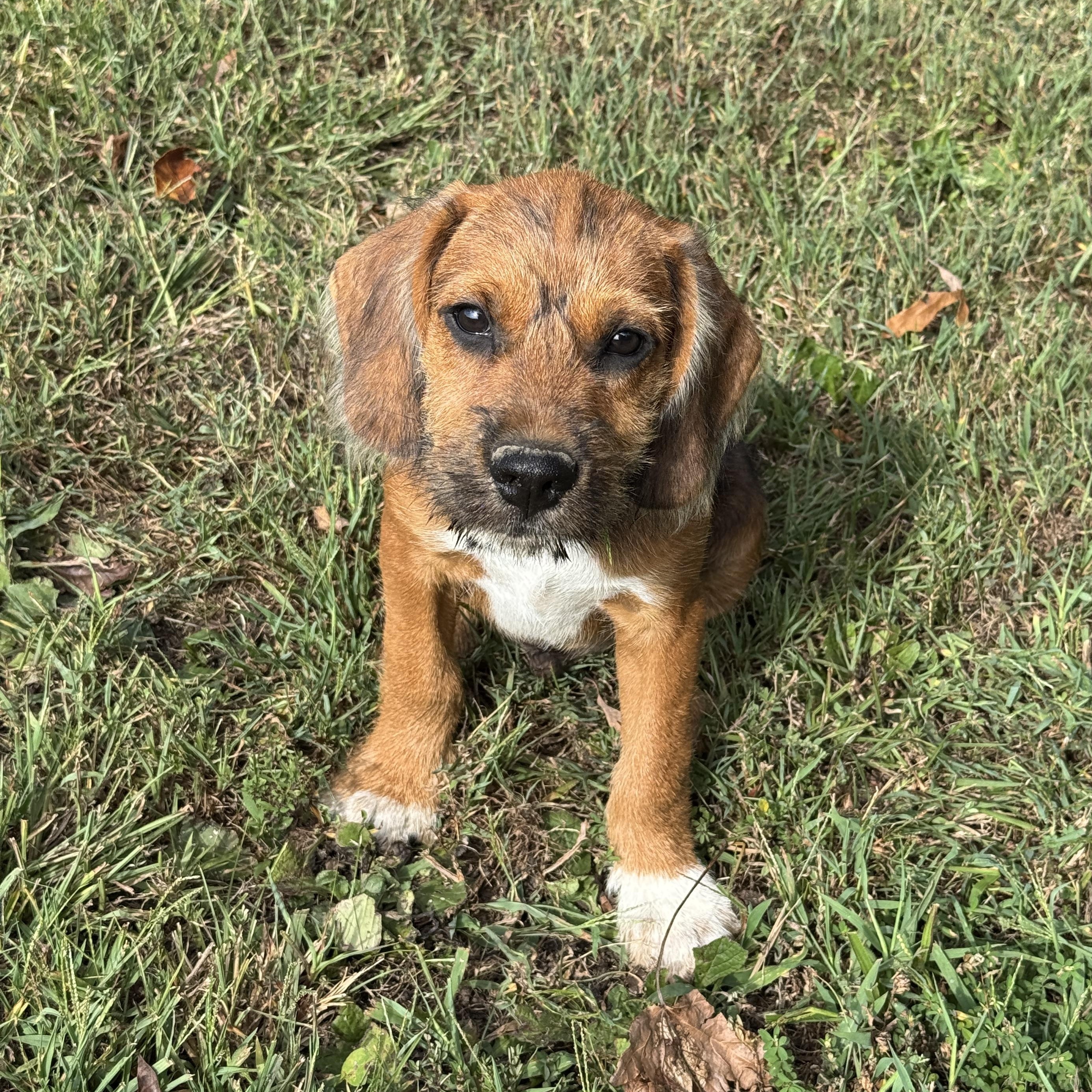 Enlarge Tracker, a Adoptable mixed breed in Stormville, NY image 2/6