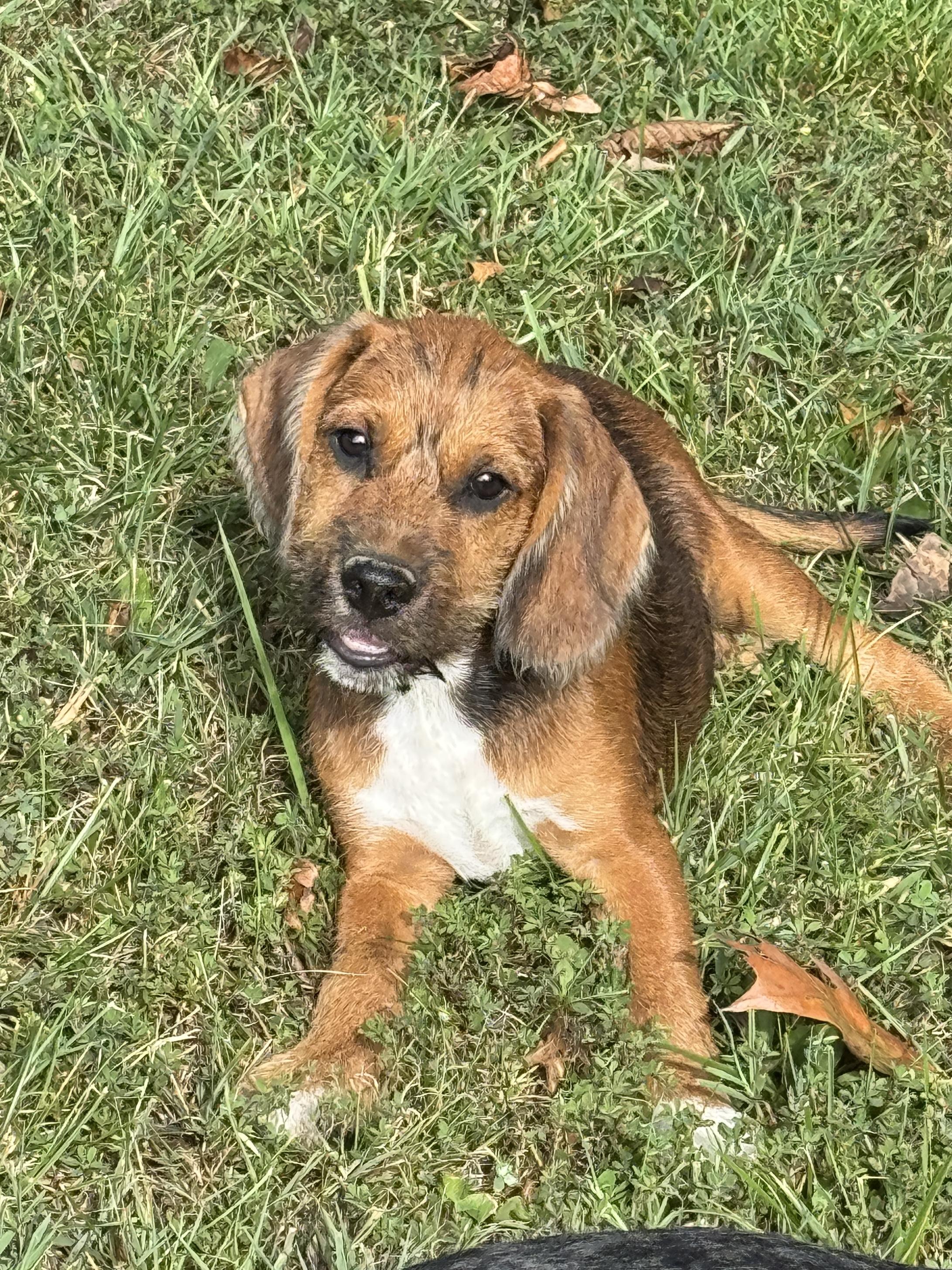 Enlarge Tracker, a Adoptable mixed breed in Stormville, NY image 1/6