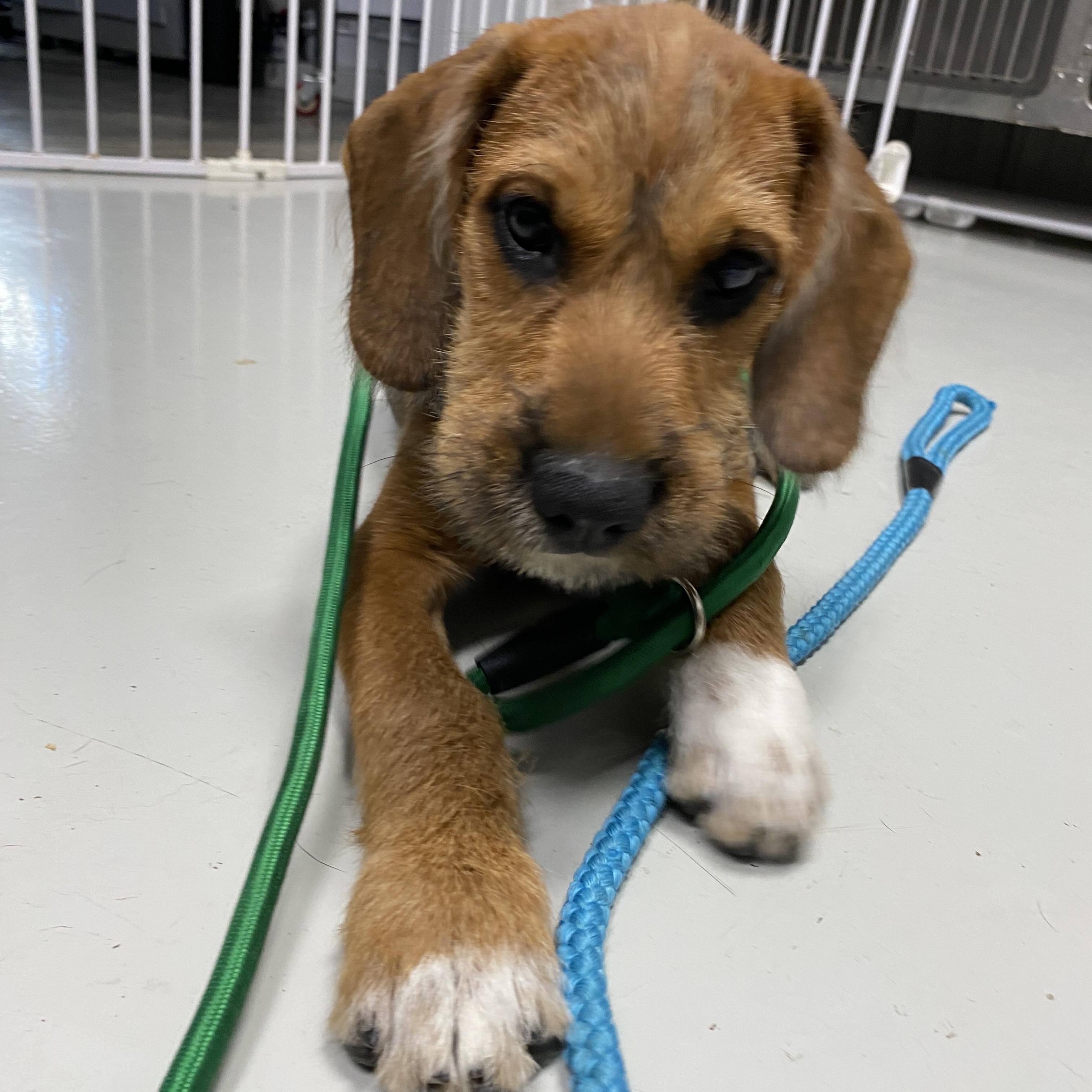 Enlarge Tracker, a Adoptable mixed breed in Stormville, NY image 2/5