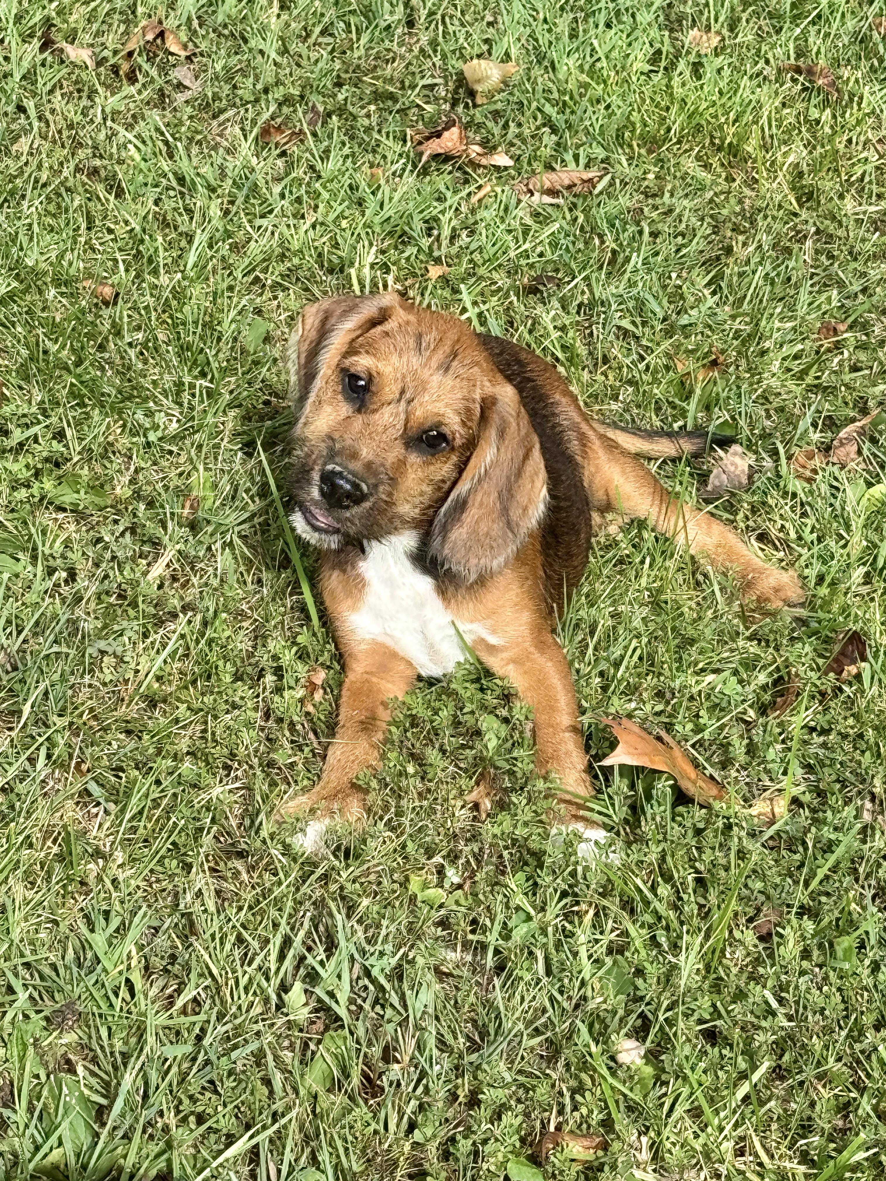Enlarge Tracker, a Adoptable mixed breed in Stormville, NY image 3/6