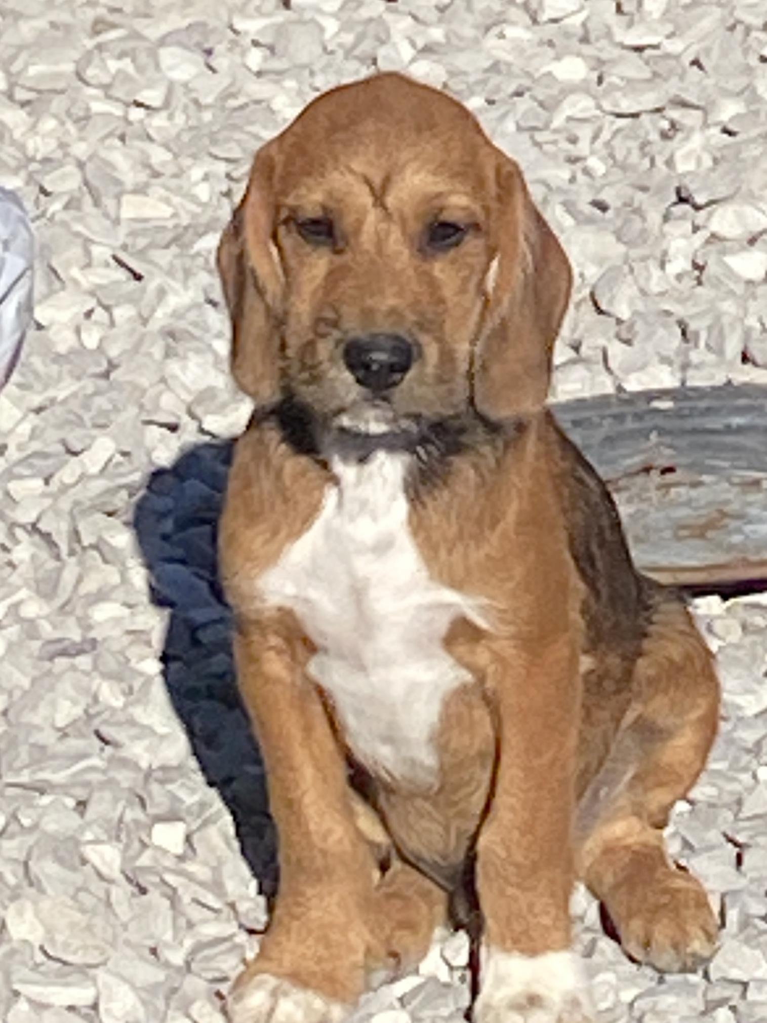 Enlarge Tracker, a Adoptable mixed breed in Stormville, NY image 1/5