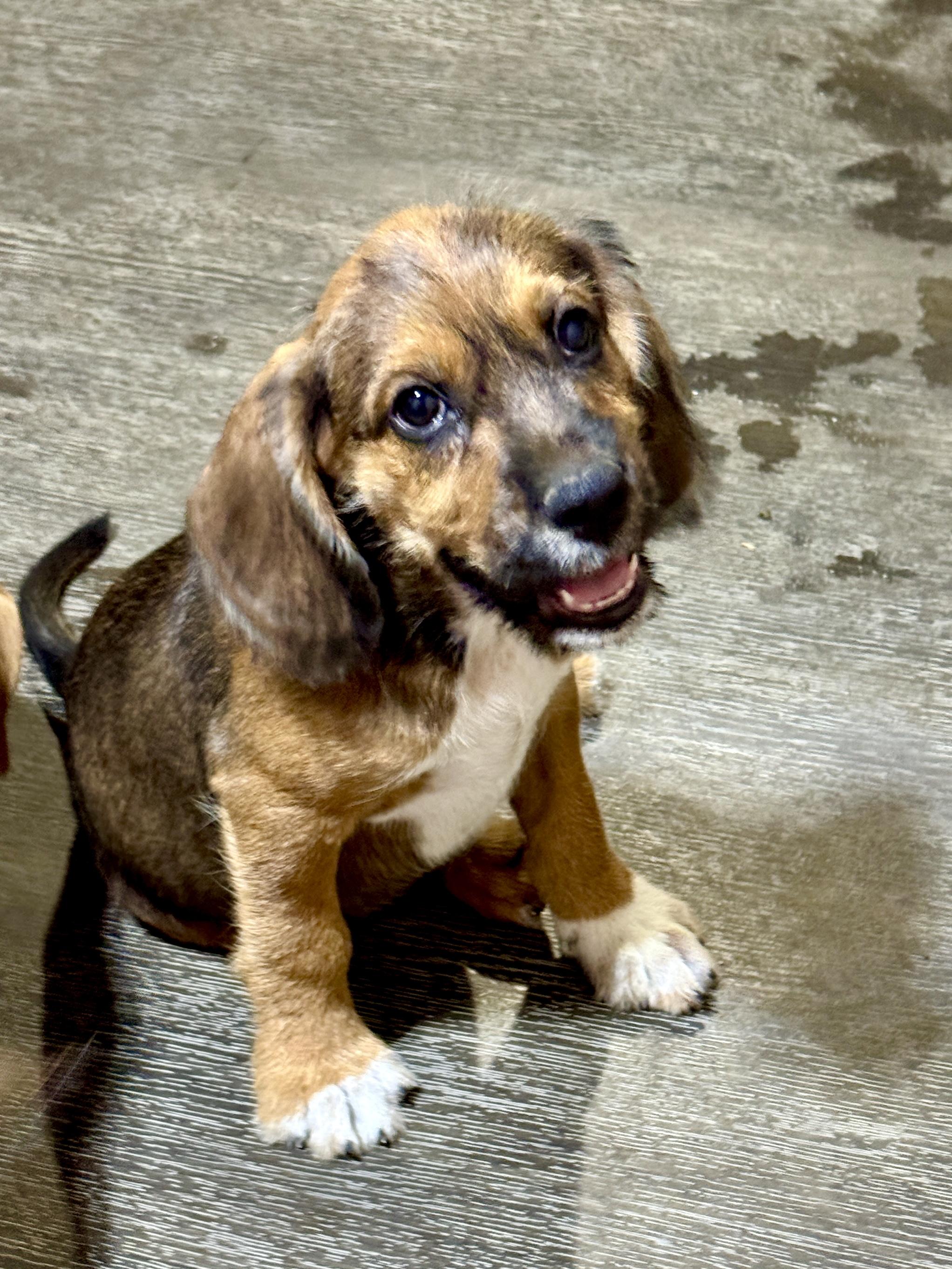 Tracker, ADOPTABLE, Puppy Male Border Terrier.
