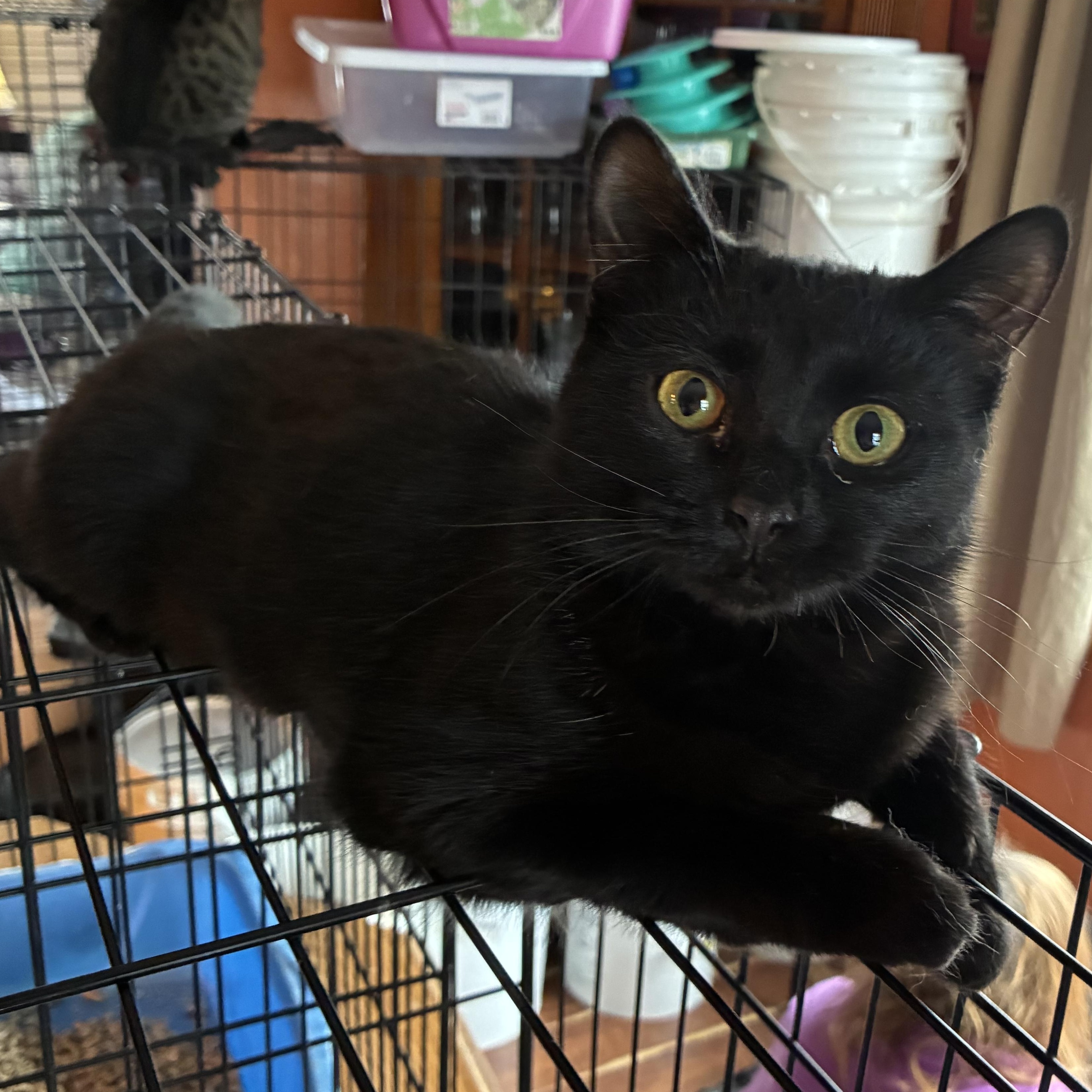 Shade, a ADOPTABLE mixed breed in Stahlstown, PA image 1/2