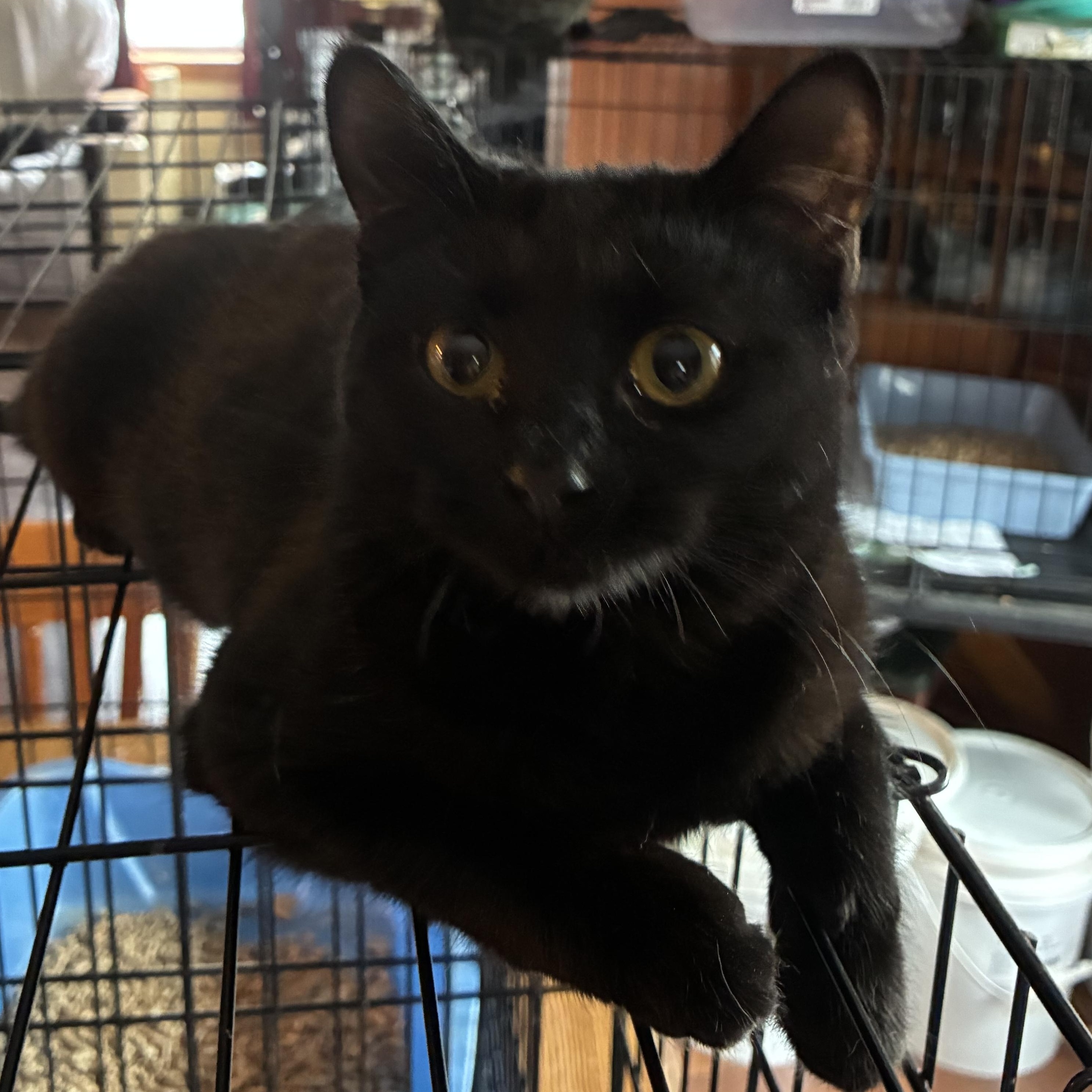 Shade, a ADOPTABLE mixed breed in Stahlstown, PA image 2/2