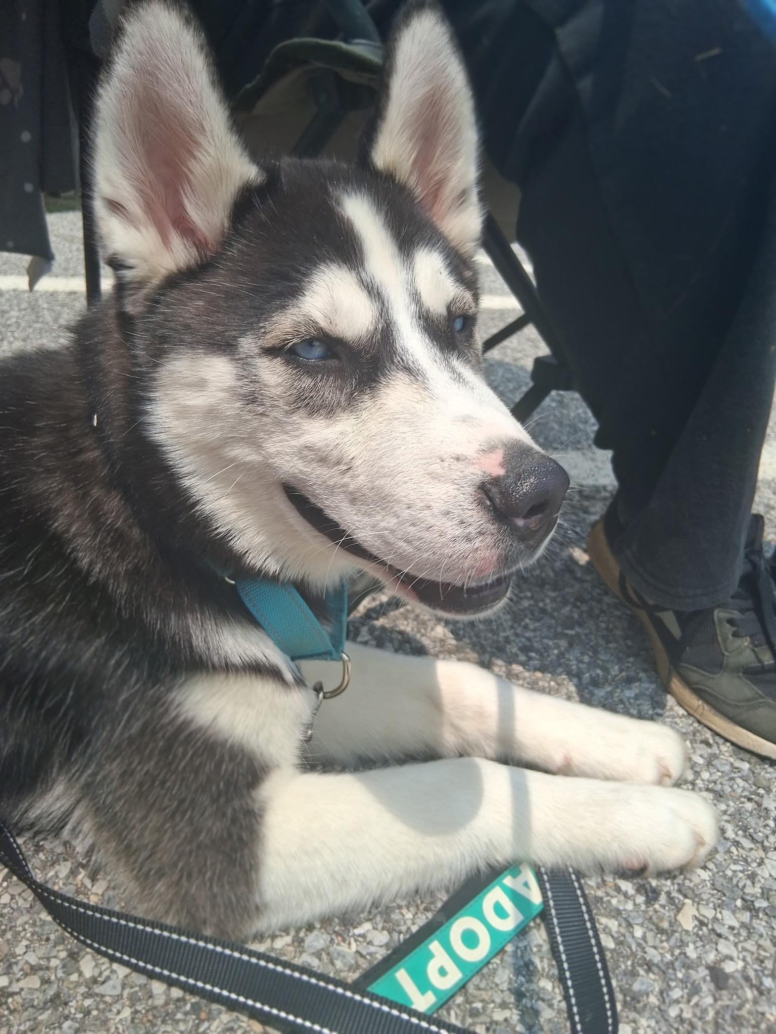 Milo, Baby Male Husky