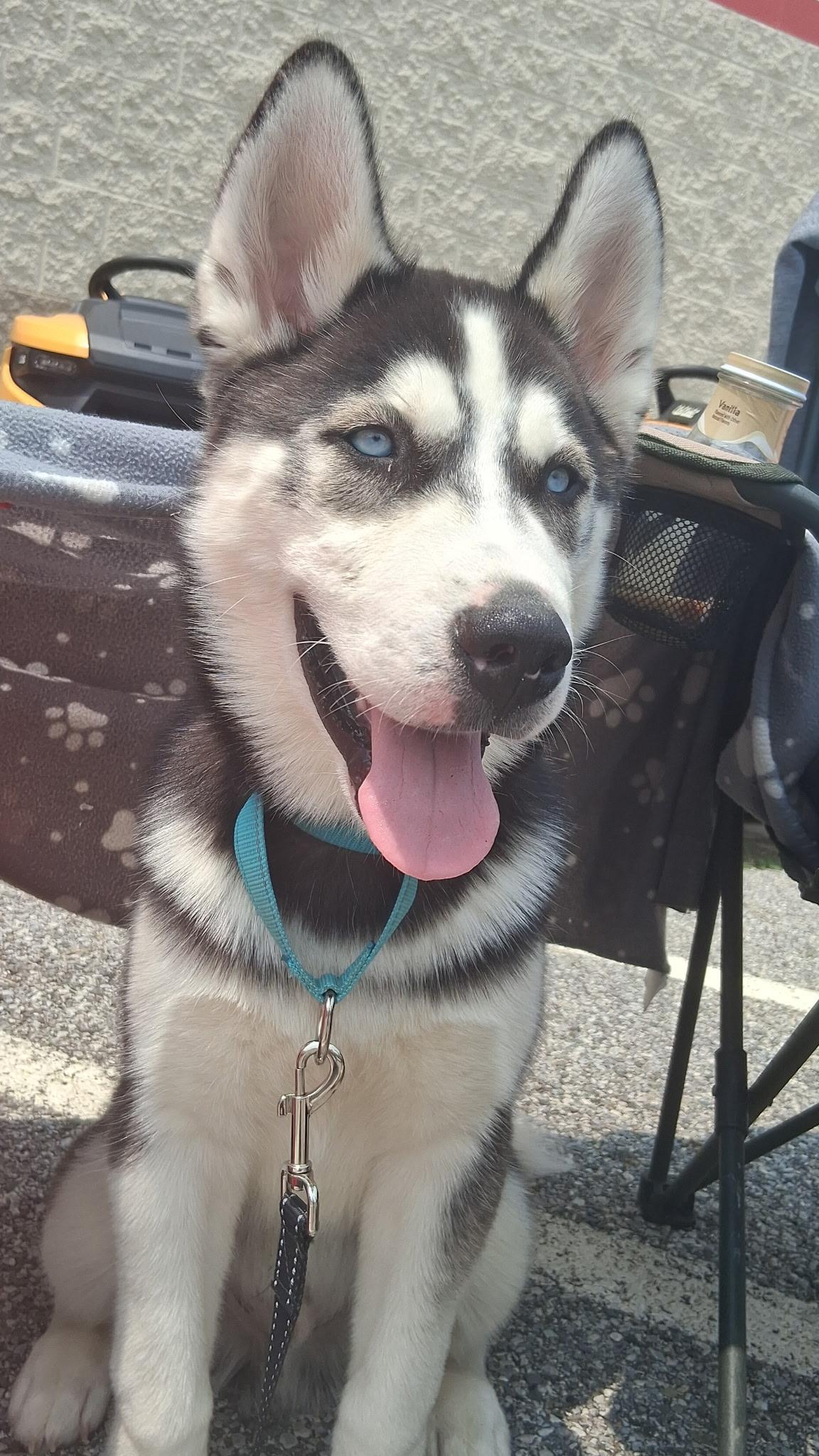 Milo photo 2
