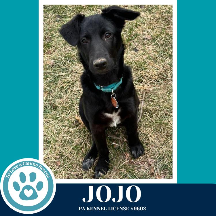 Enlarge Jojo (Rydell Potato Pups) 012426, a Adoptable mixed breed in Kimberton, PA image 1/6