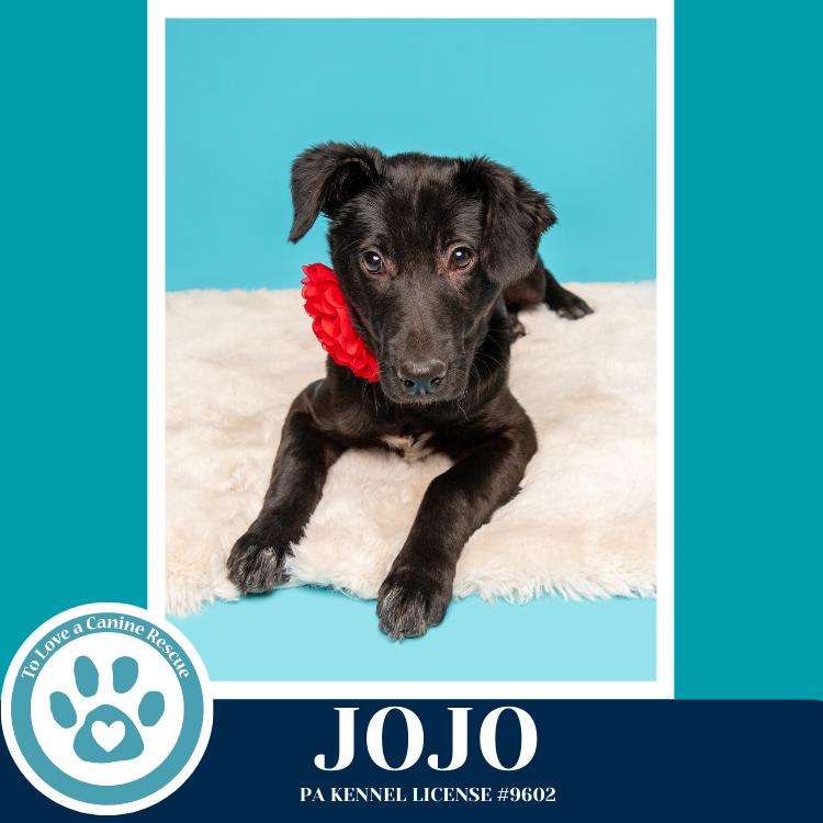 Jojo (Rydell Potato Pups) 012426, Adoptable, Puppy Female Labrador Retriever & Shepherd.