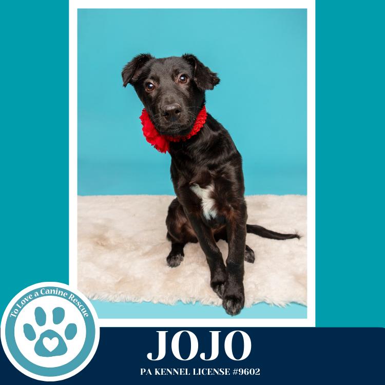 Enlarge Jojo (Rydell Potato Pups) 012426, a Adoptable mixed breed in Kimberton, PA image 3/6