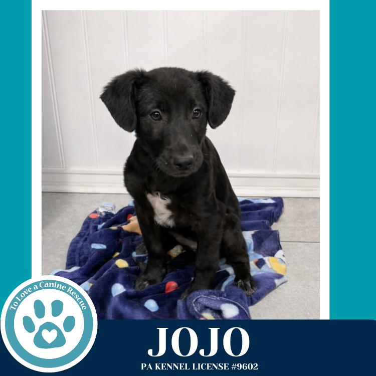 Enlarge Jojo (Rydell Potato Pups) 012426, a Adoptable mixed breed in Kimberton, PA image 5/6