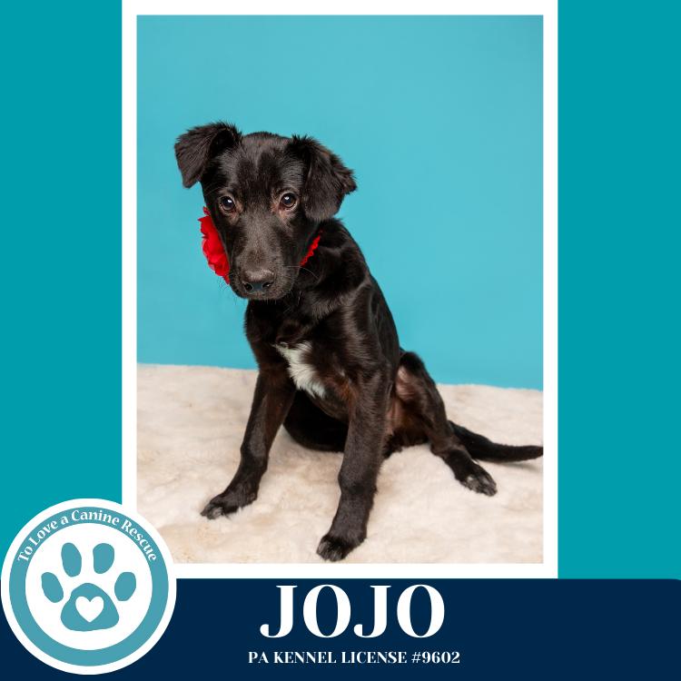 Enlarge Jojo (Rydell Potato Pups) 012426, a Adoptable mixed breed in Kimberton, PA image 6/6