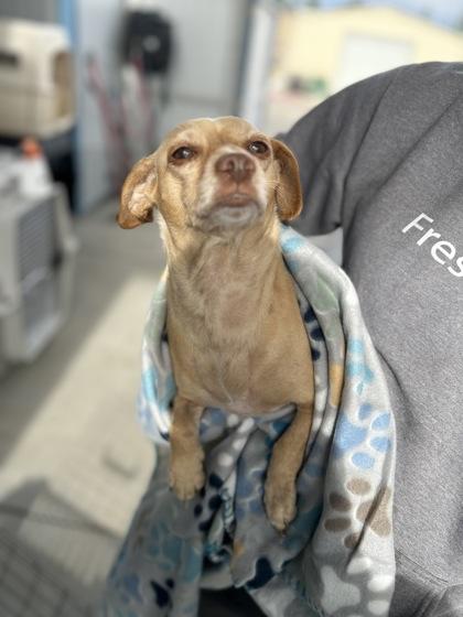 Enlarge Little Girl, a Adoptable mixed breed in Fresno, CA image 1/1