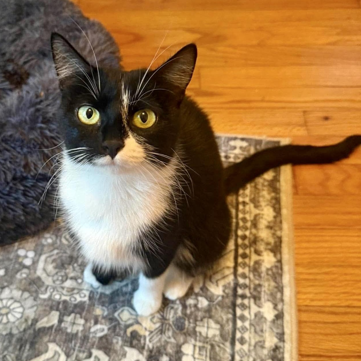 Enlarge Cricket, a Adoptable Tuxedo in Bethel, CT image 1/6