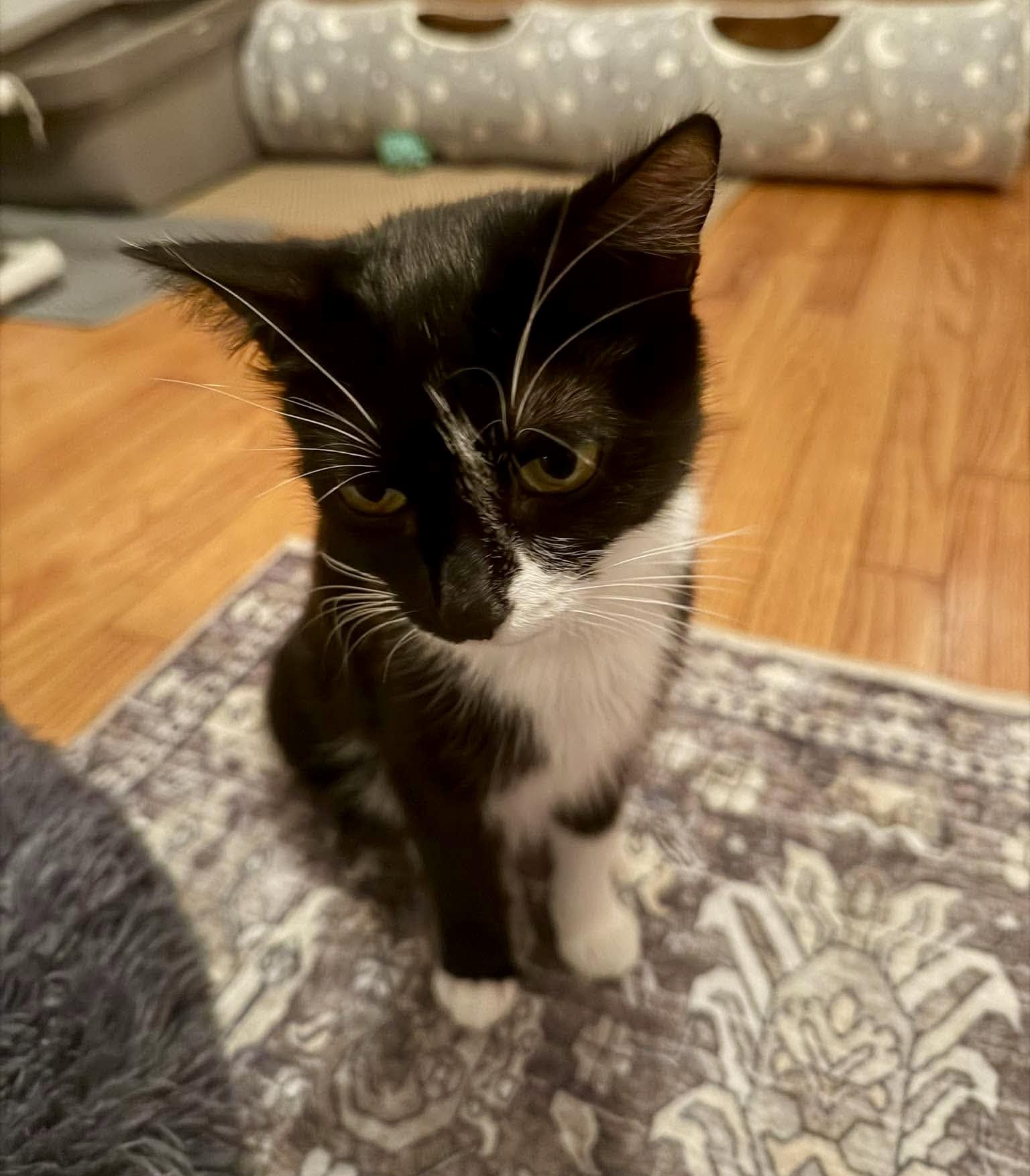 Enlarge Cricket, a Adoptable Tuxedo in Bethel, CT image 5/6
